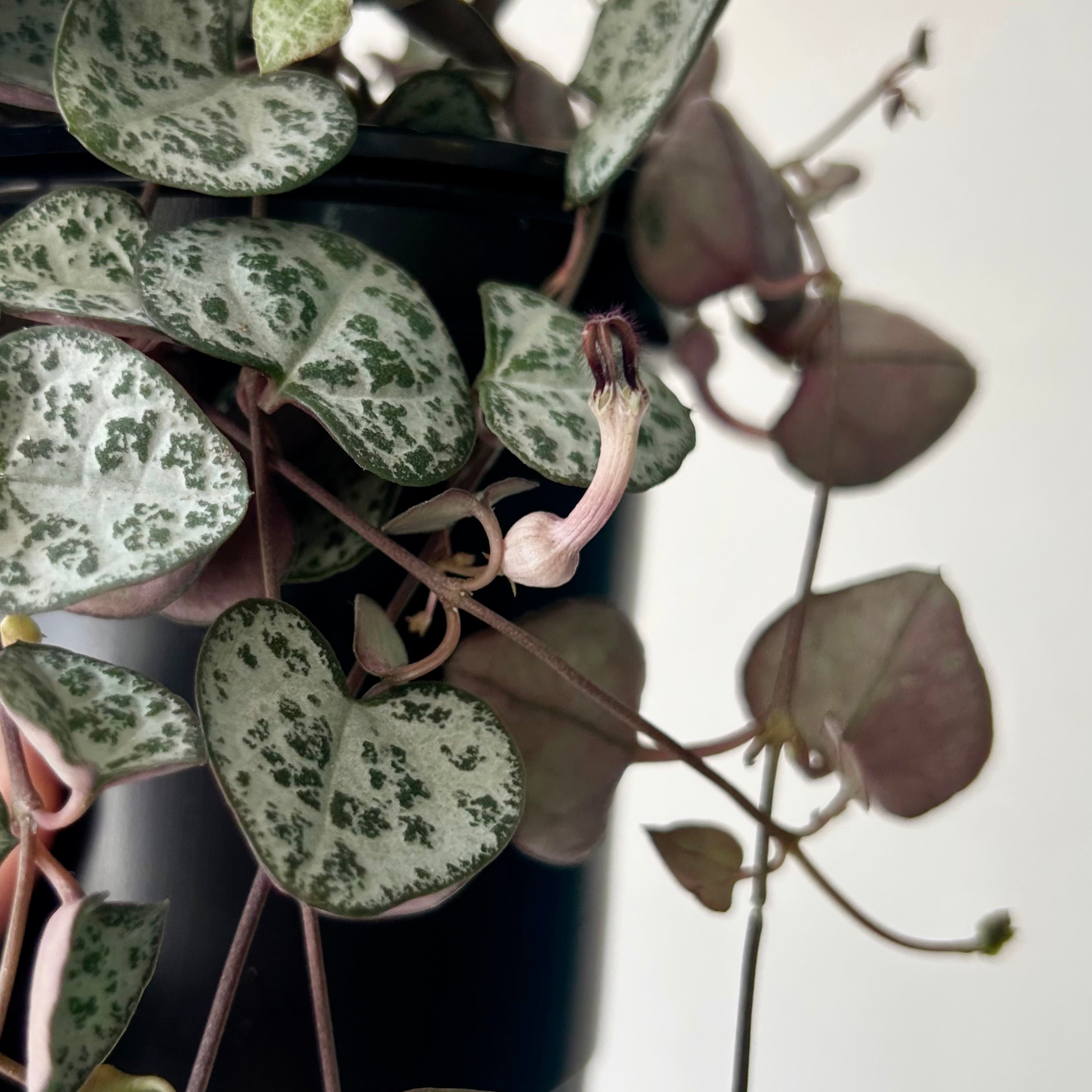 String of Hearts 3.5”pot