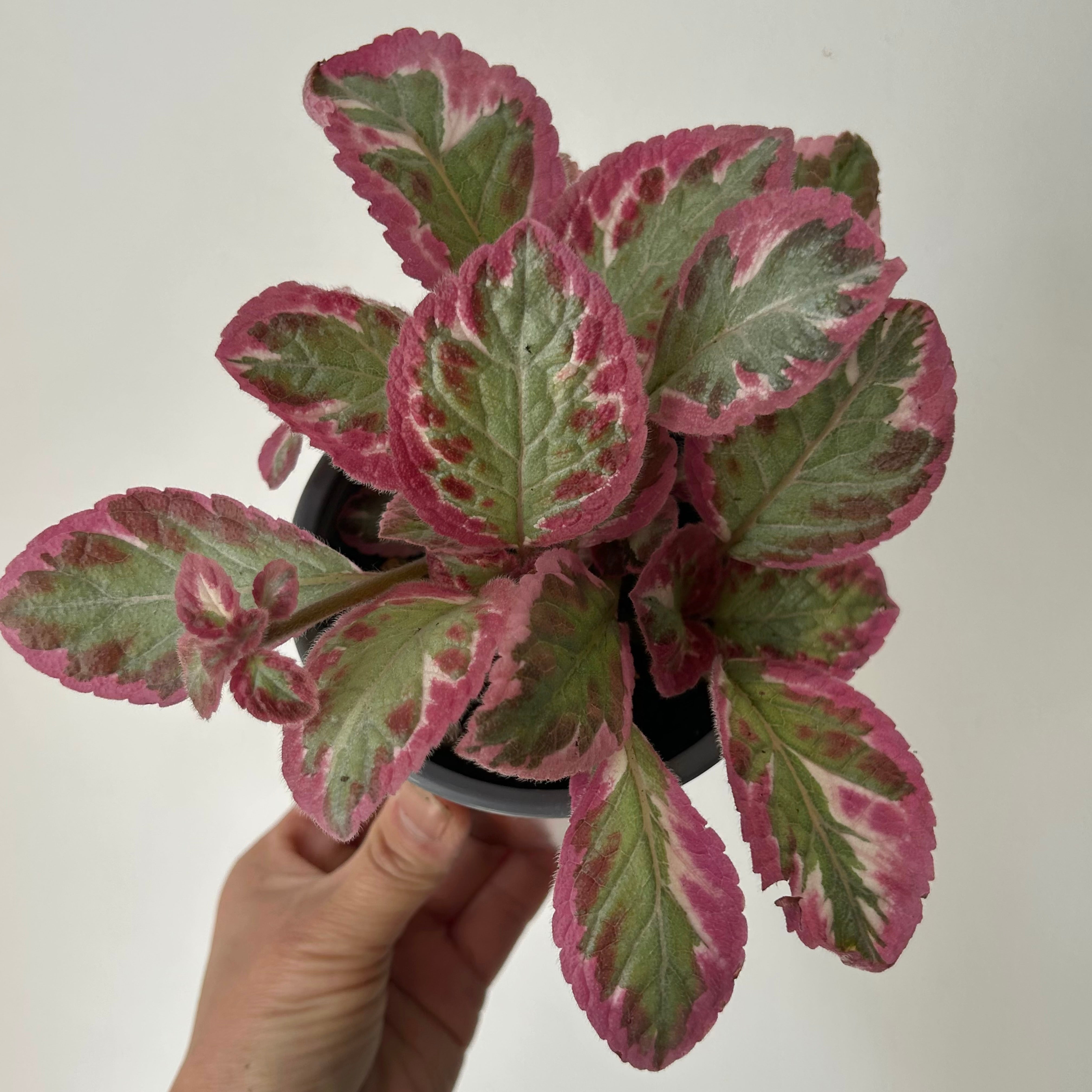 Episcia “Pink Brocade” 4” pot