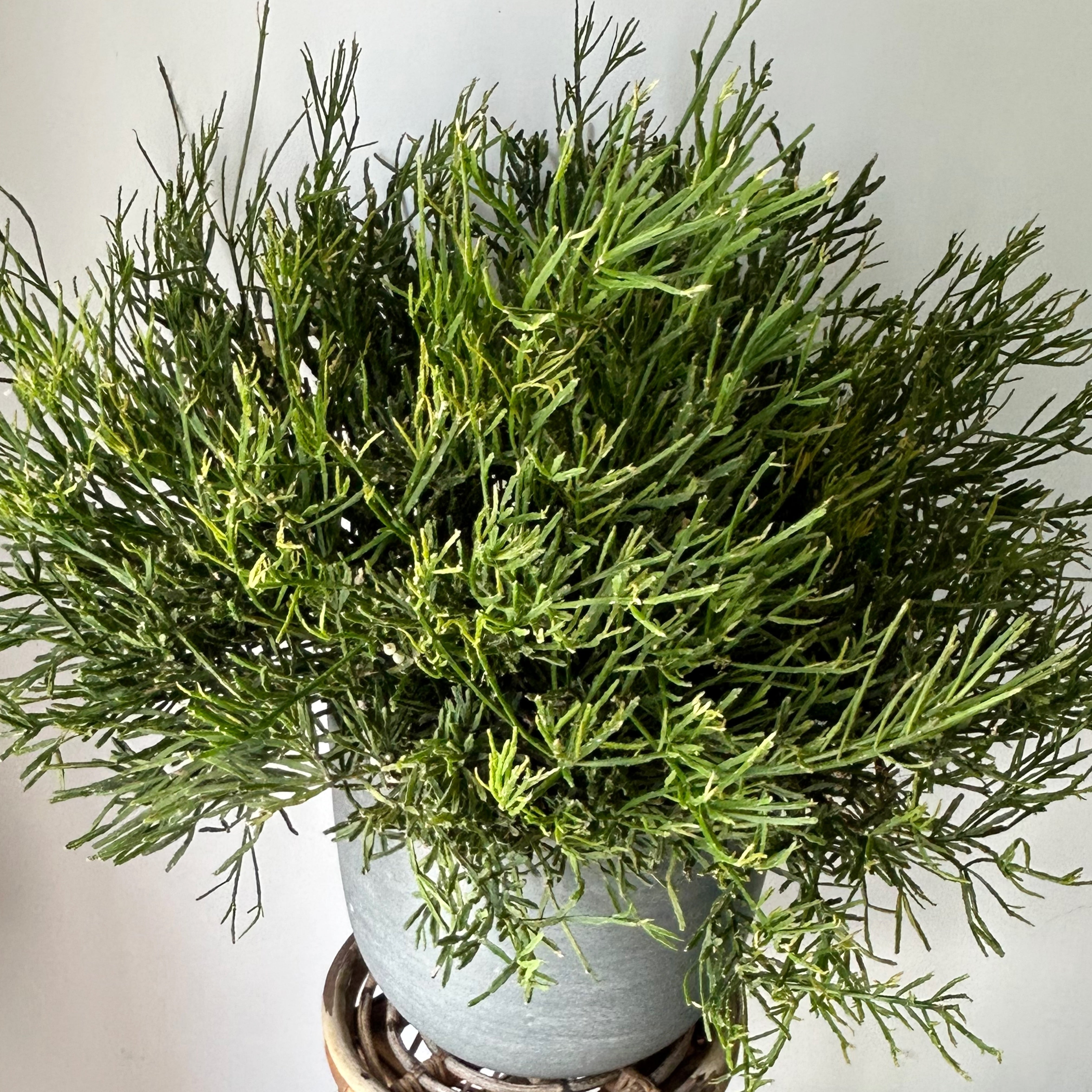 Rhipsalis Ewaldiana 10” pot