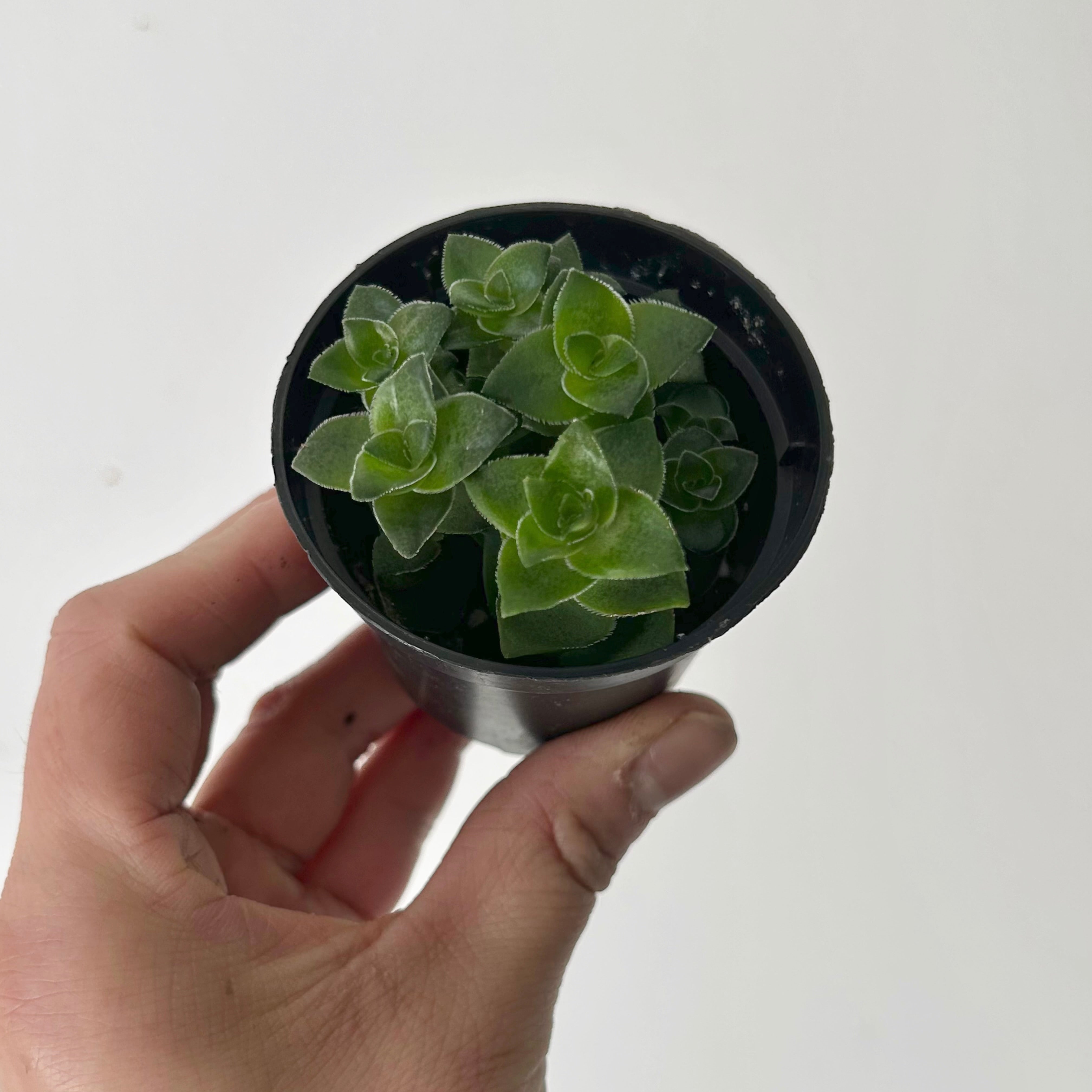 String of Buttons (Crassula perforata) 2.5”pot