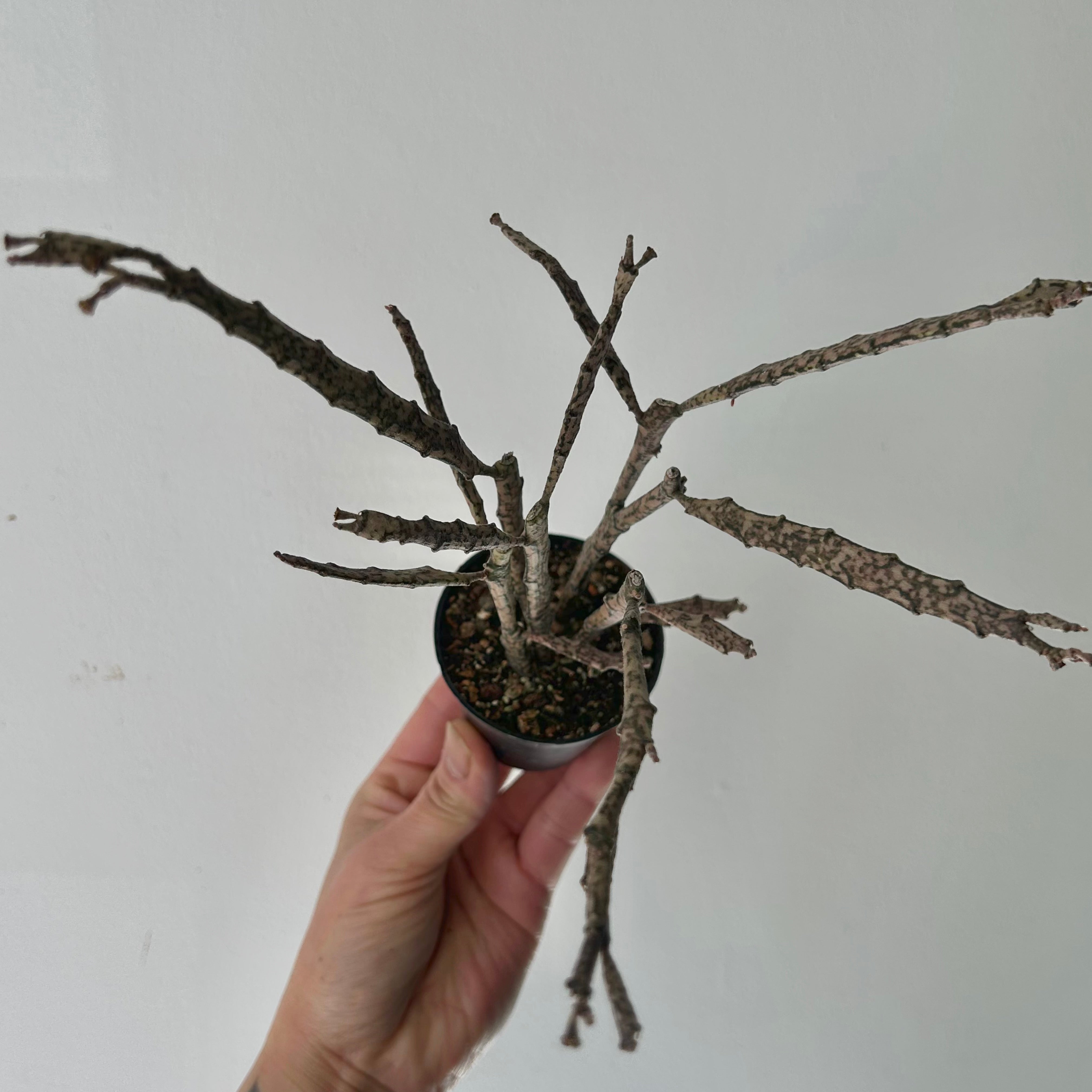Dead Stick Plant (Euphorbia platyclada) 2.5” pot