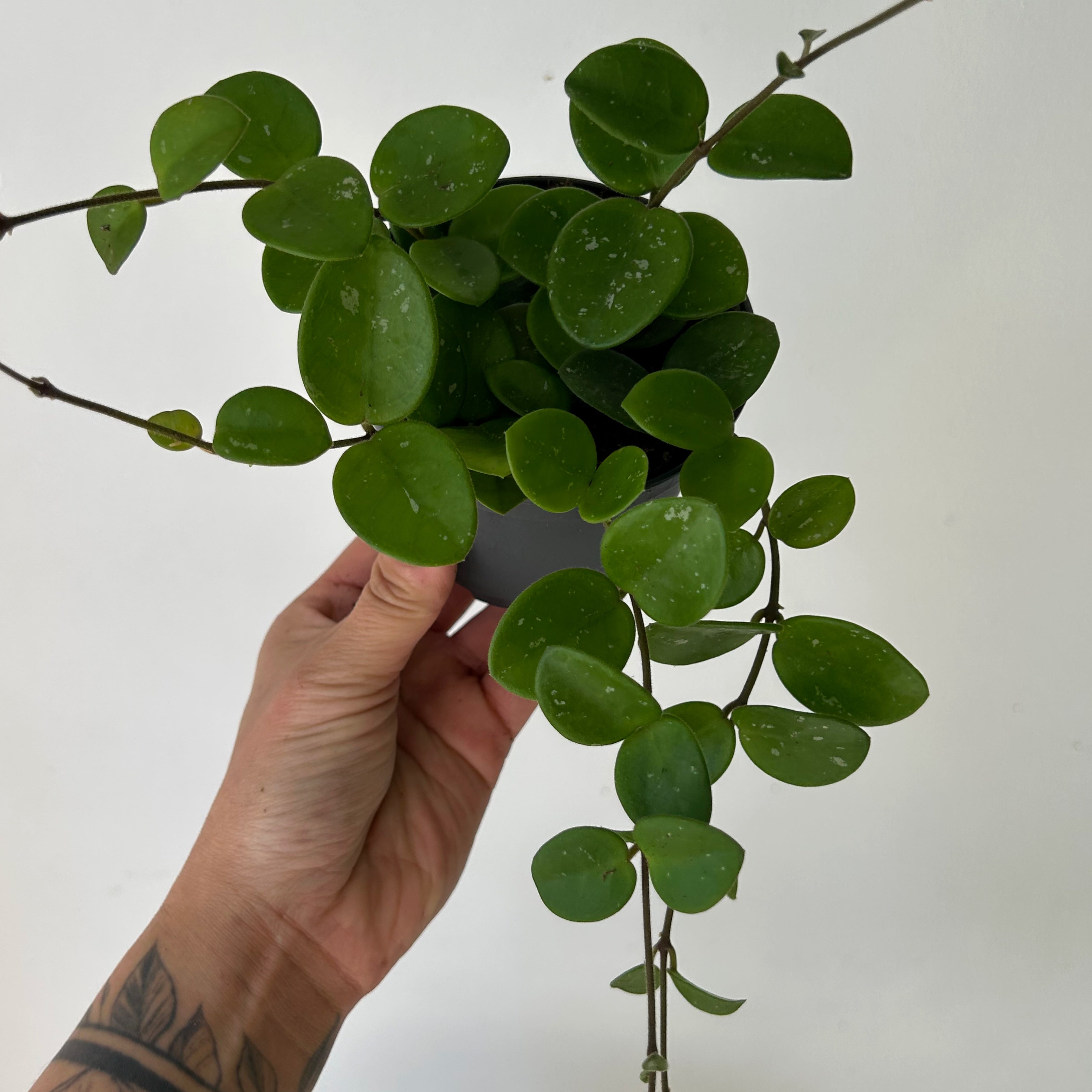 Hoya Mathilde 3.5”pot