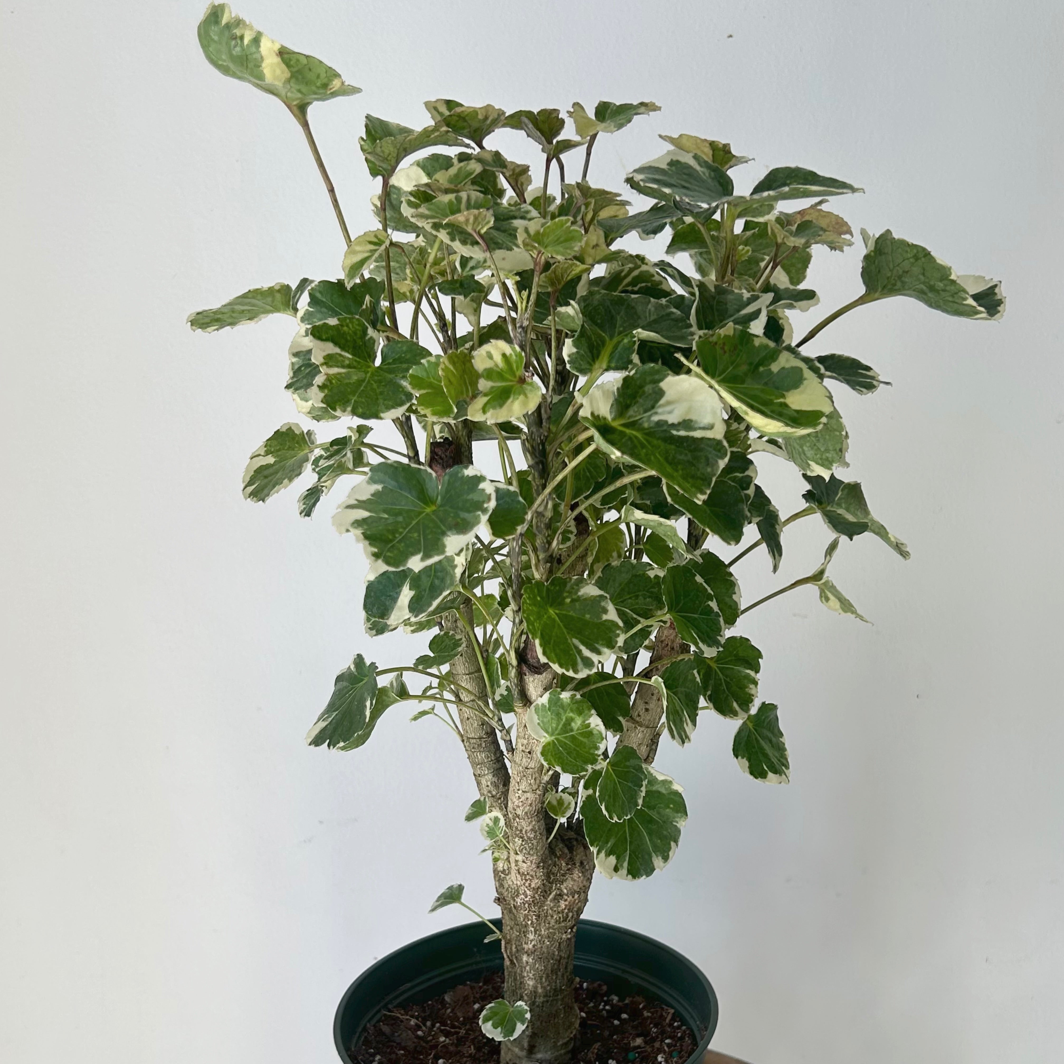 Variegated Aralia Balfouriana (Polyscias Balfour) approximately 20 inches tall in 6” pot