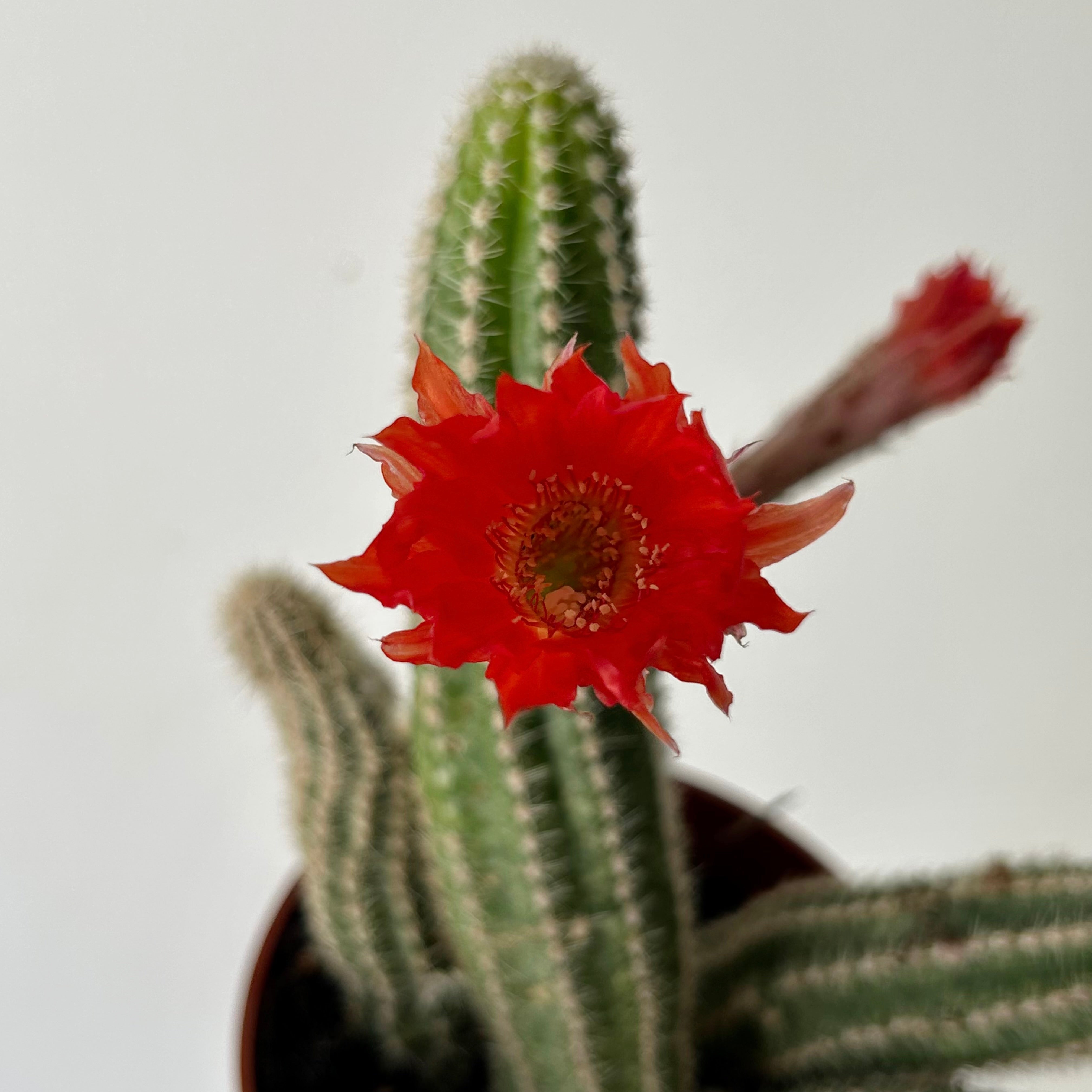 Peanut cactus (Echinopsis chamaecereus) 4” pot