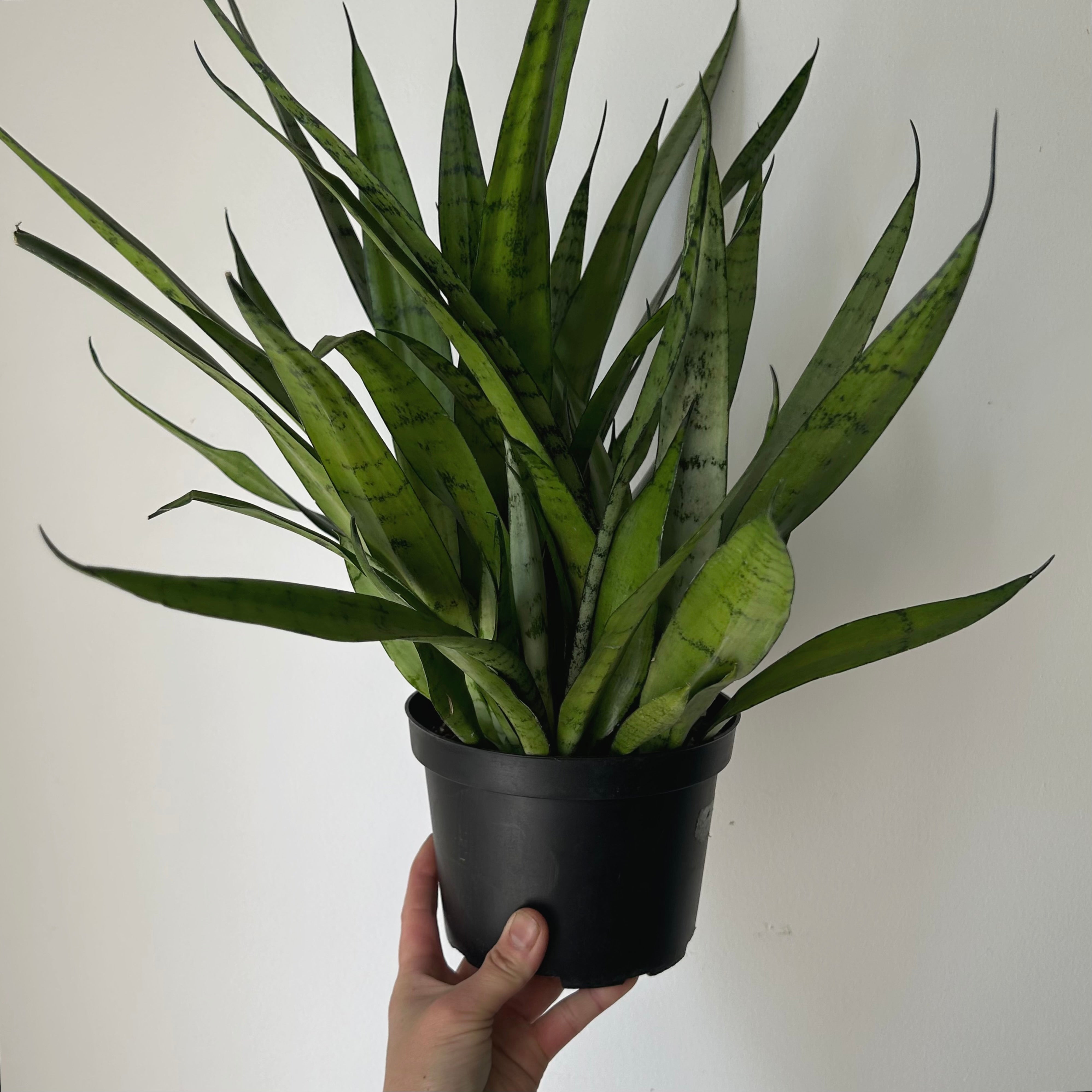 Sansevieria "Silver Streak"6”pot