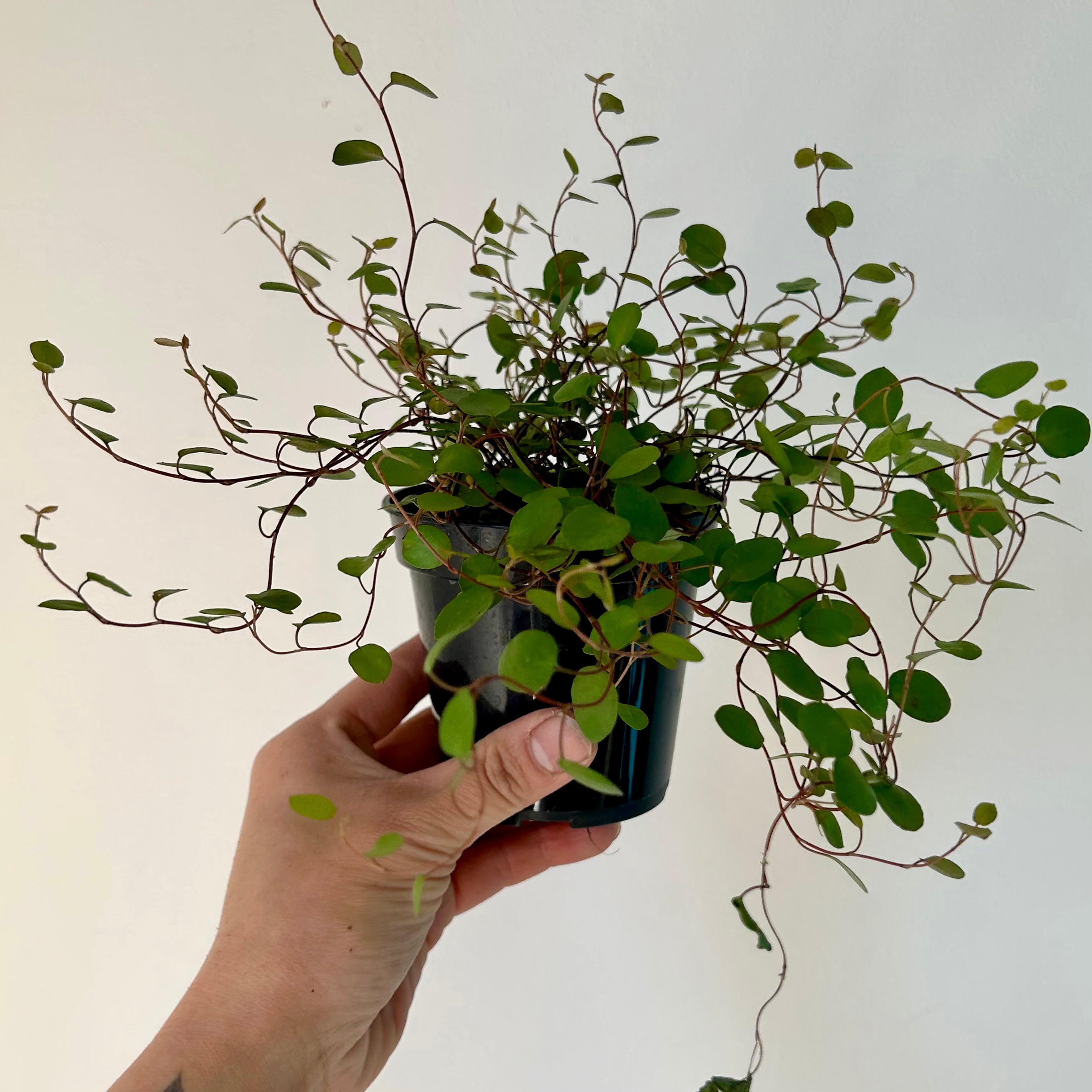Angel Vine (Muehlenbeckia Axillaris) 3.5” pot