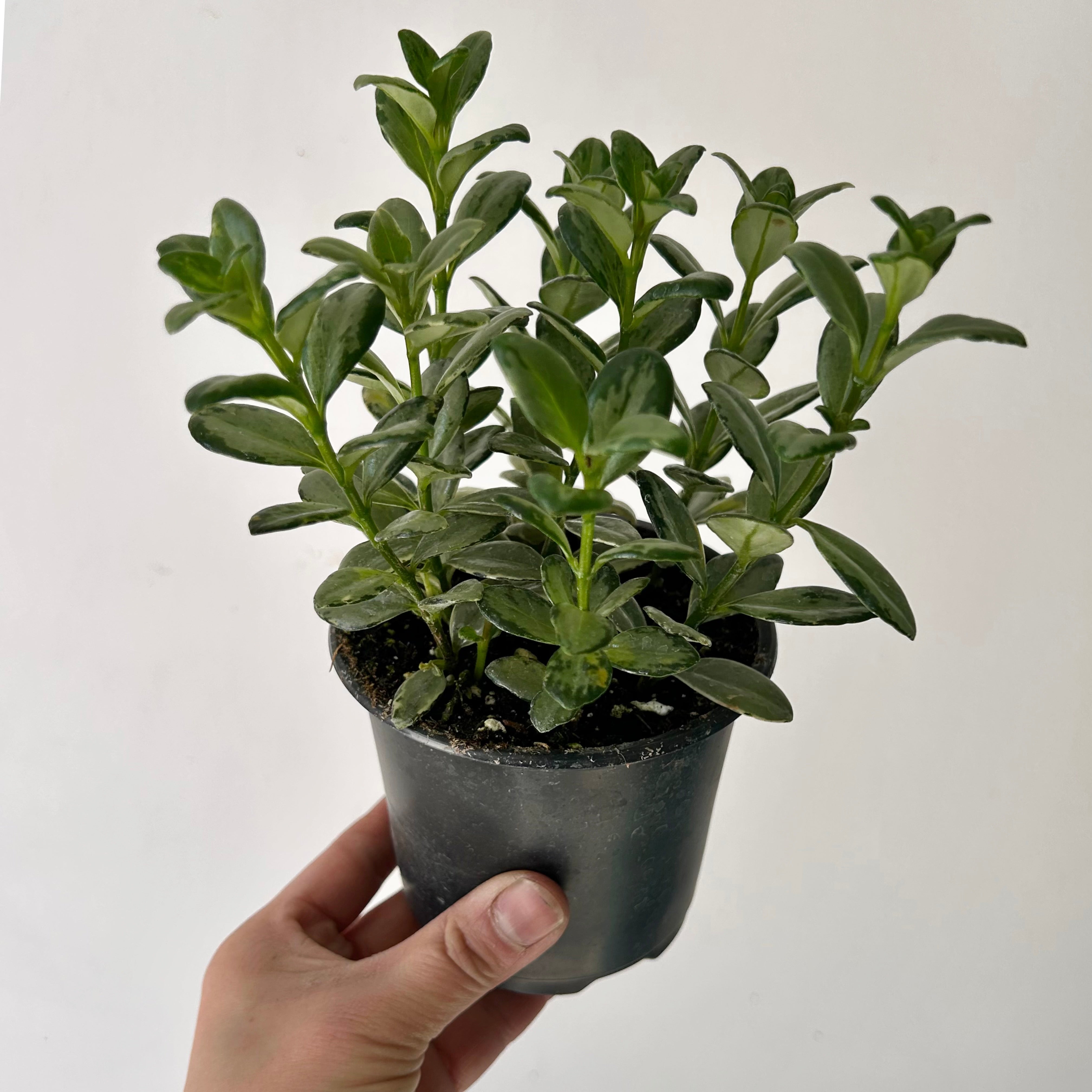Variegated Goldfish Plant (Nematanthus) 4”pot