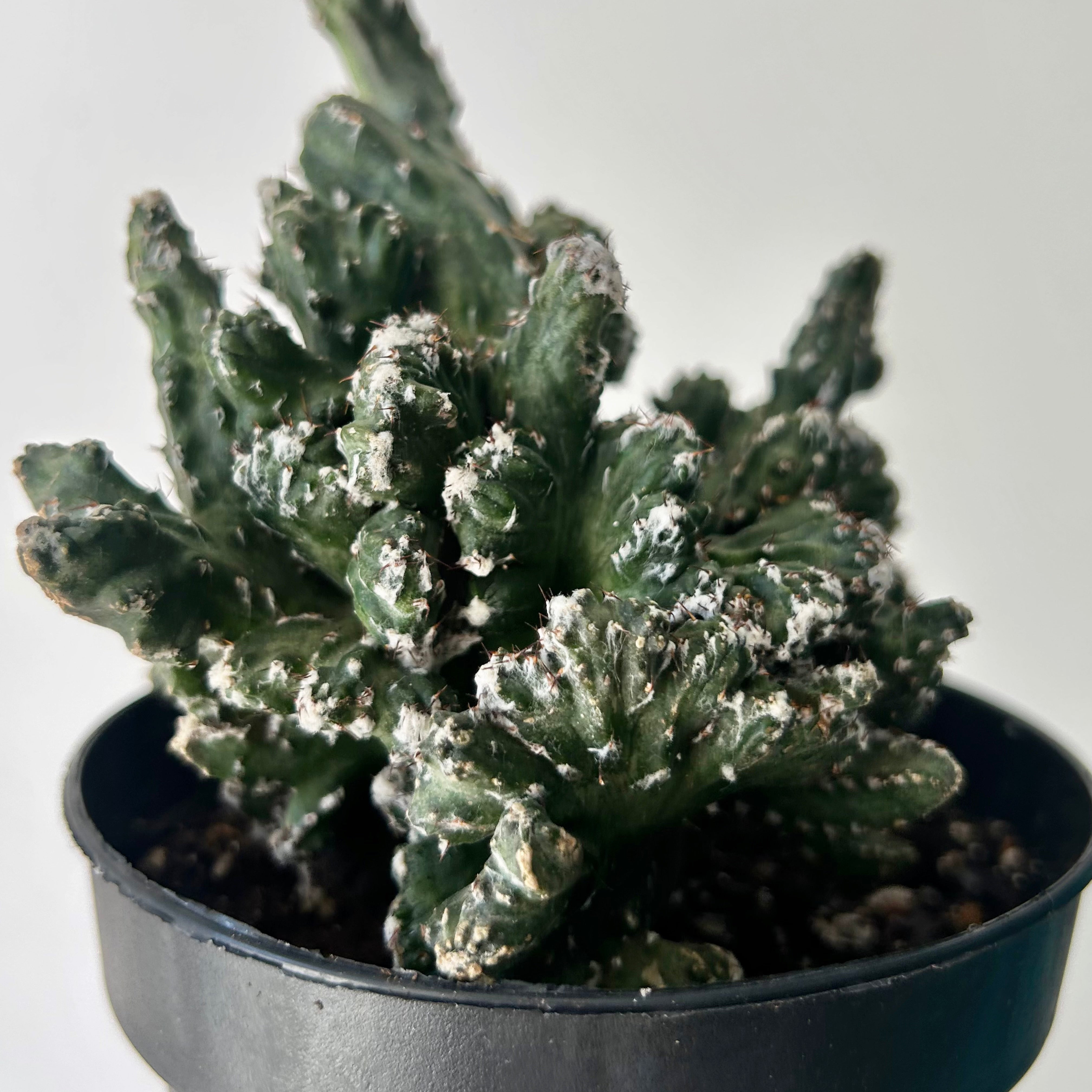 Crested Monvillea spegazzinii 5”pot