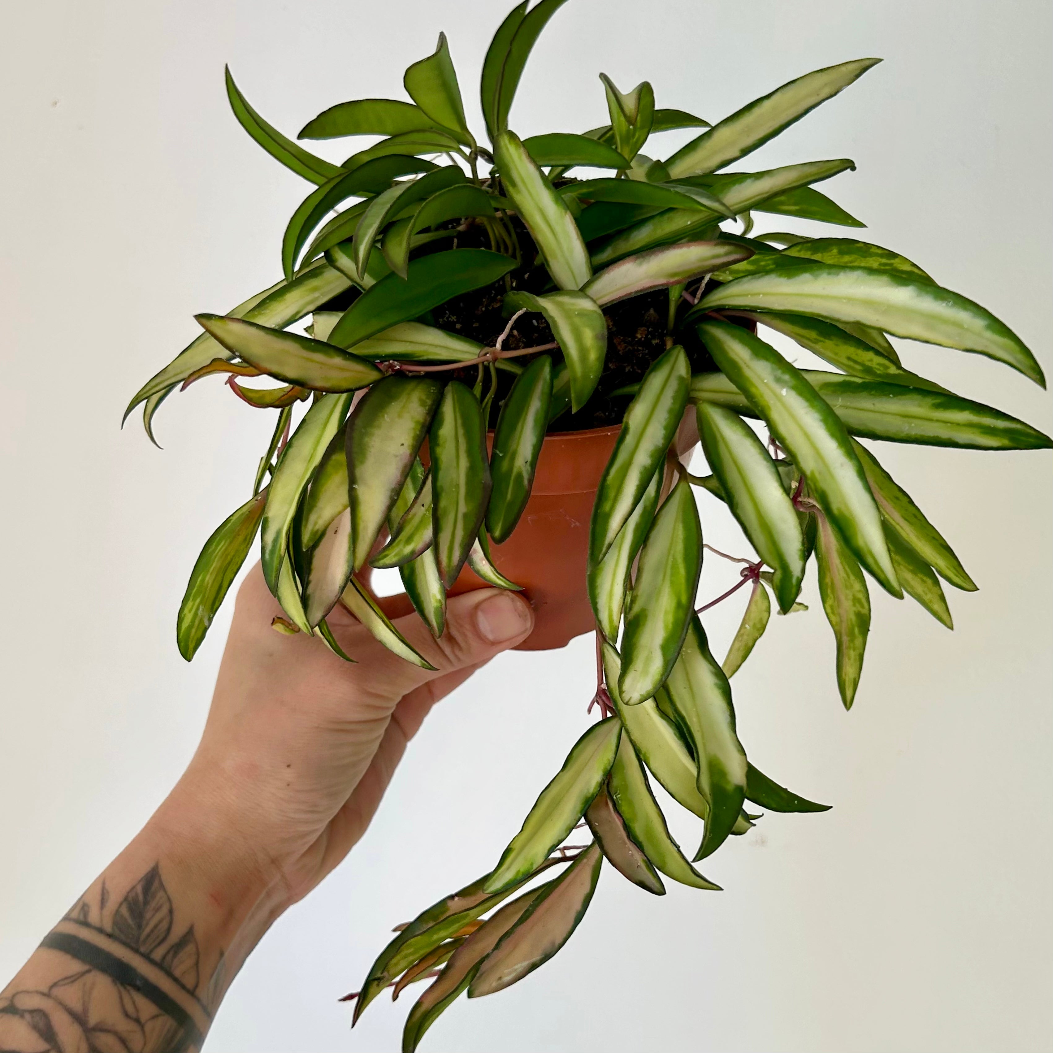 Variegated Hoya wayetii 5” pot