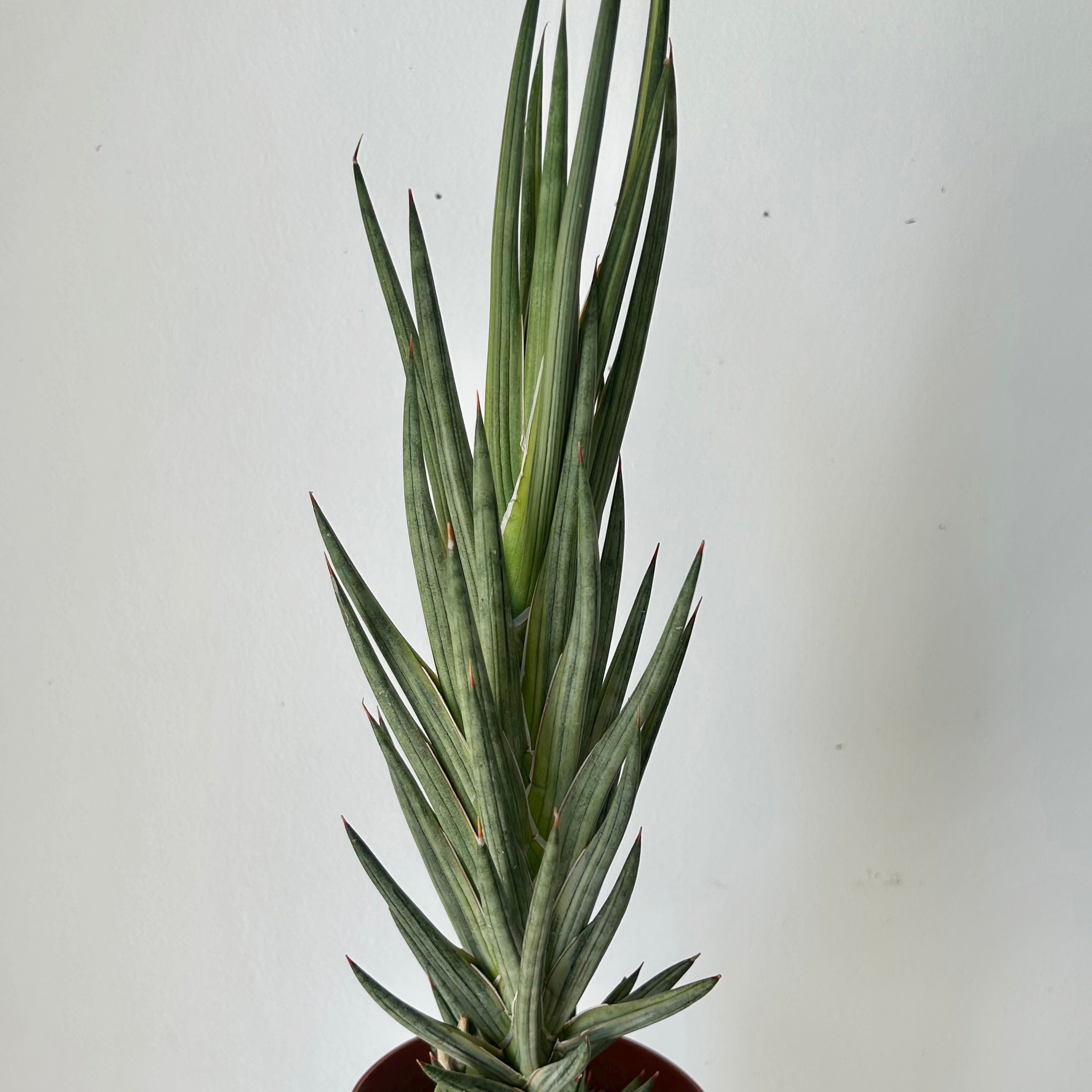 Variegated Sansevieria francisii 5”pot