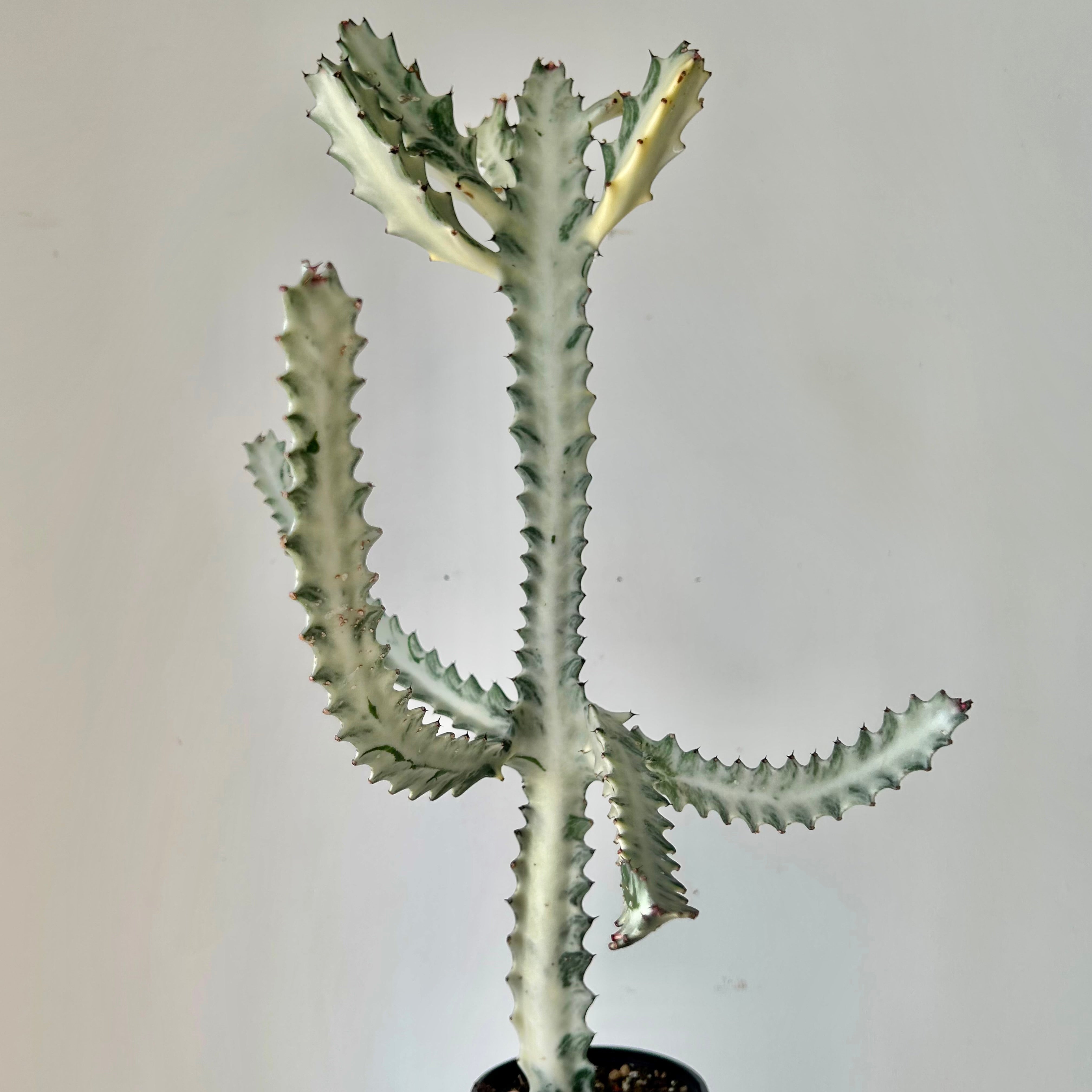 Euphorbia Lactea 'White Ghost' 4”pot approximately 22 inches tall