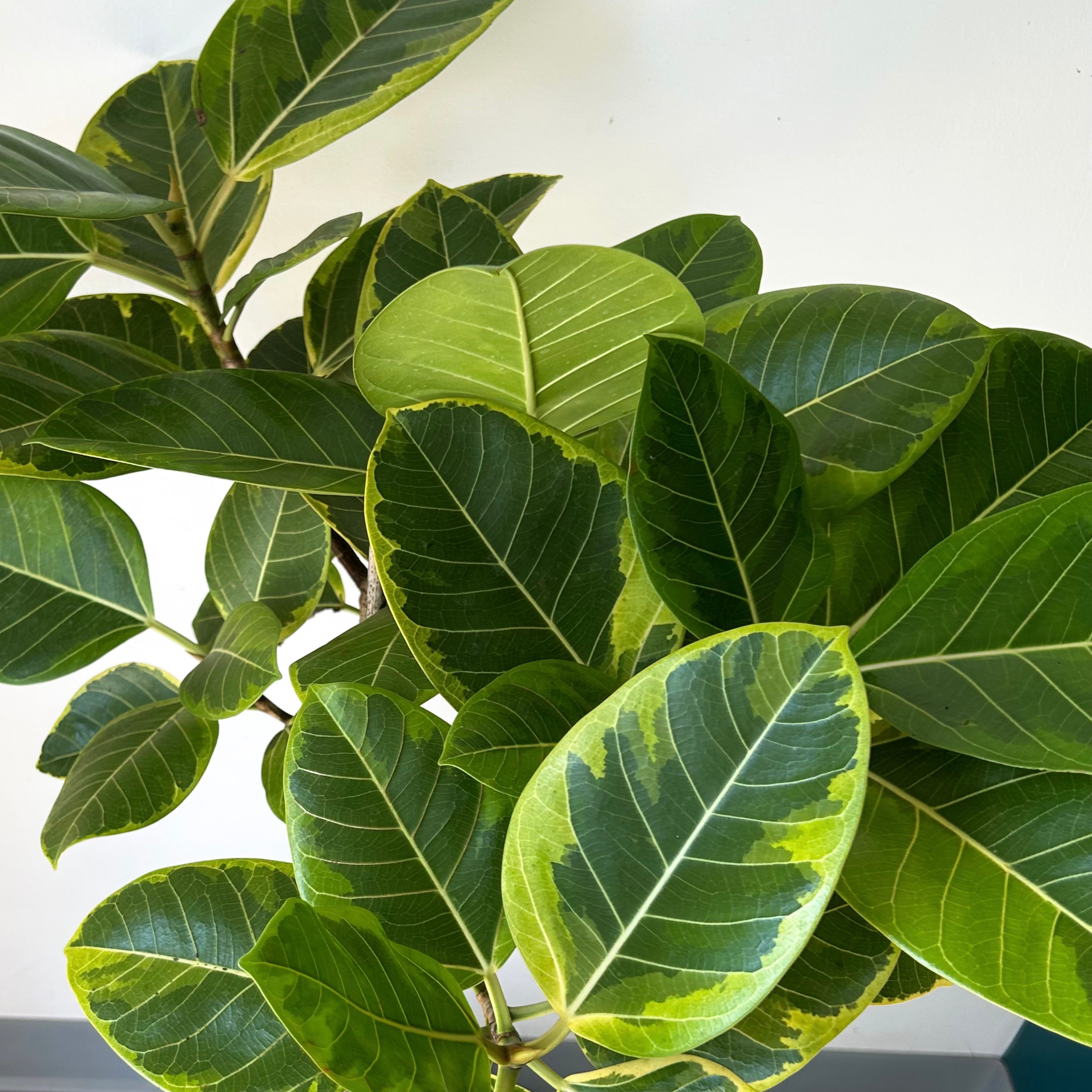 Ficus Altissima approximately 5ft tall 12” pot