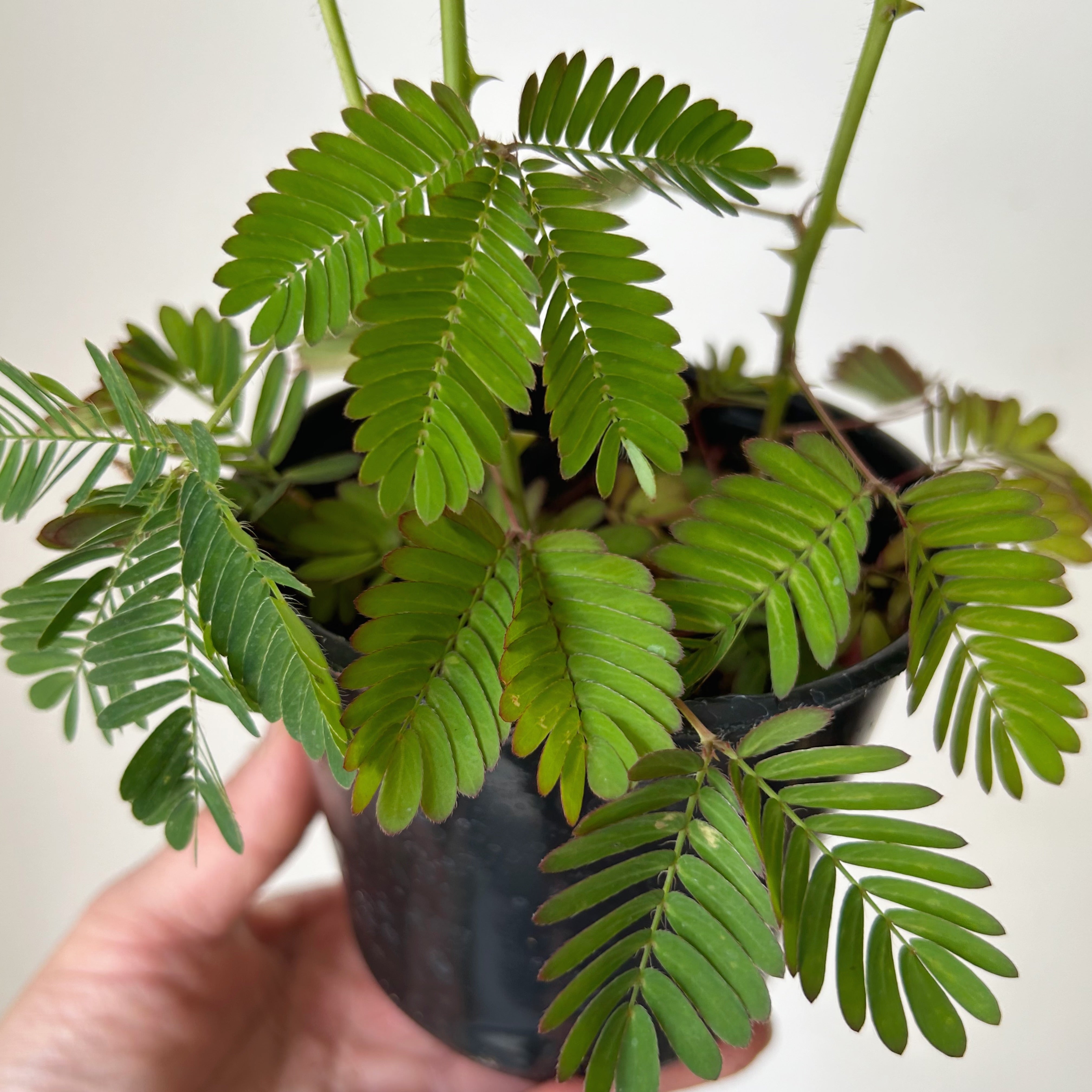 Sensitive Plant (Mimosa pudica) 3”pot