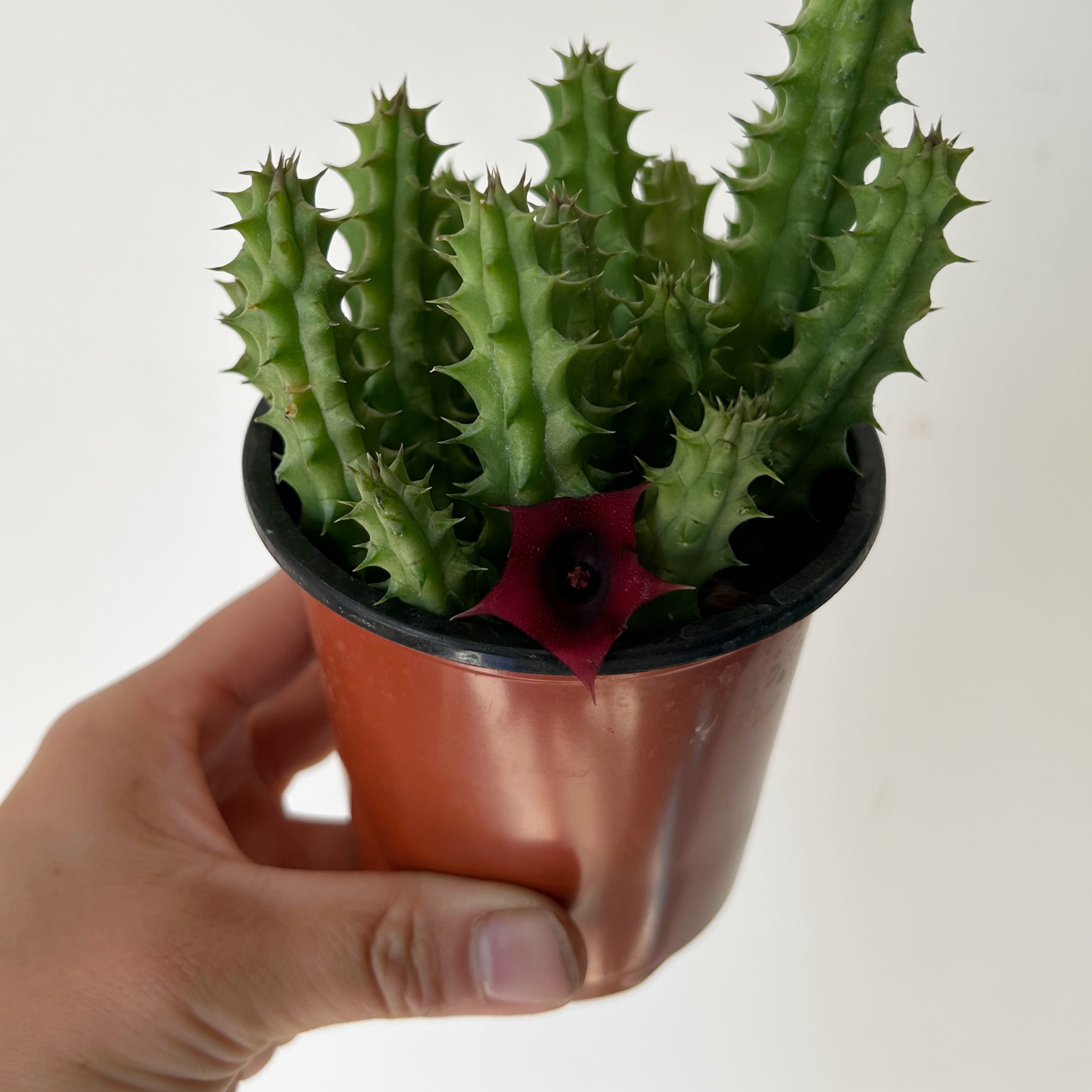 Red Dragon Flower Succulent (huernia schneideriana) 3.5”pot