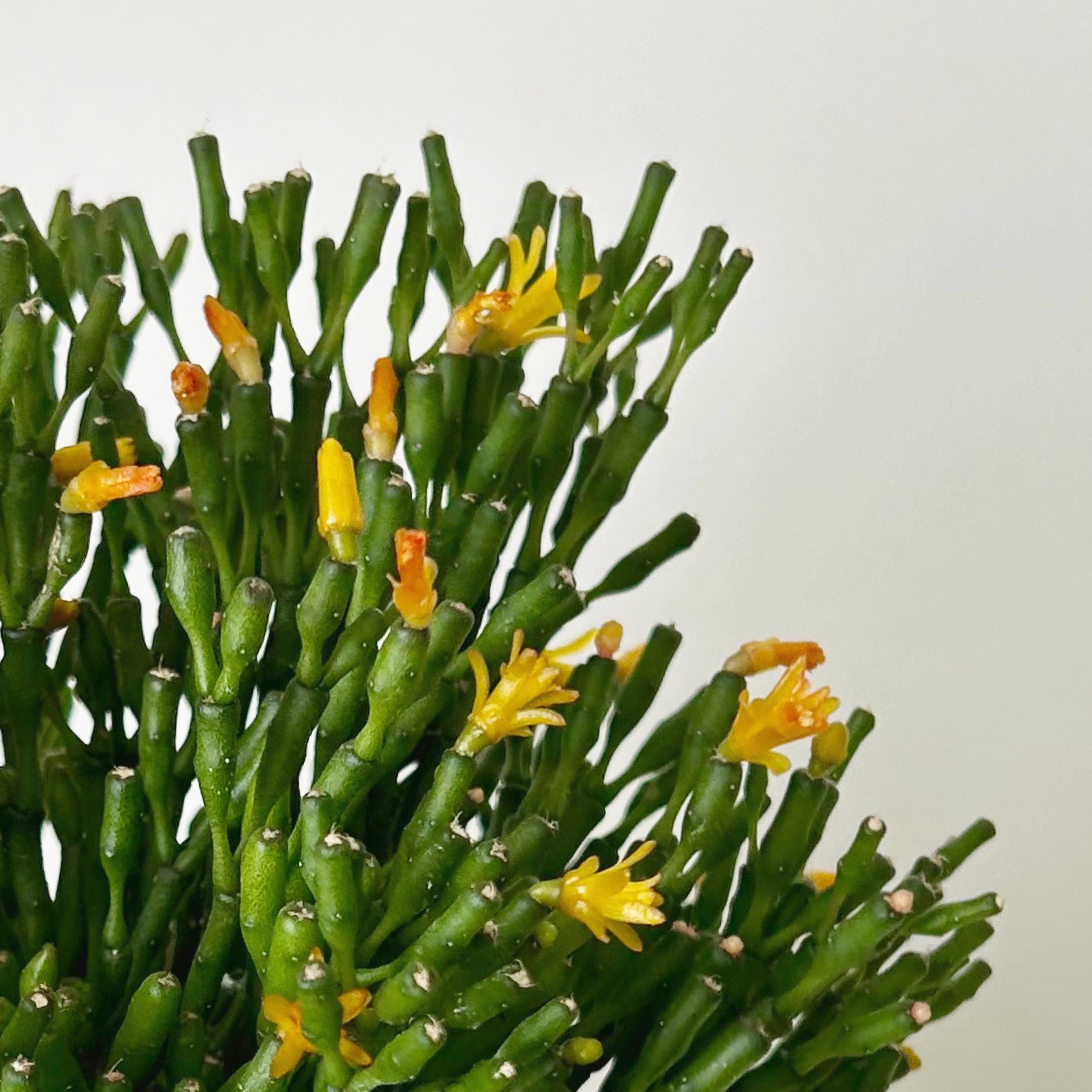 Bottle Cactus (Hatiora salicornioides ) 4”Pot