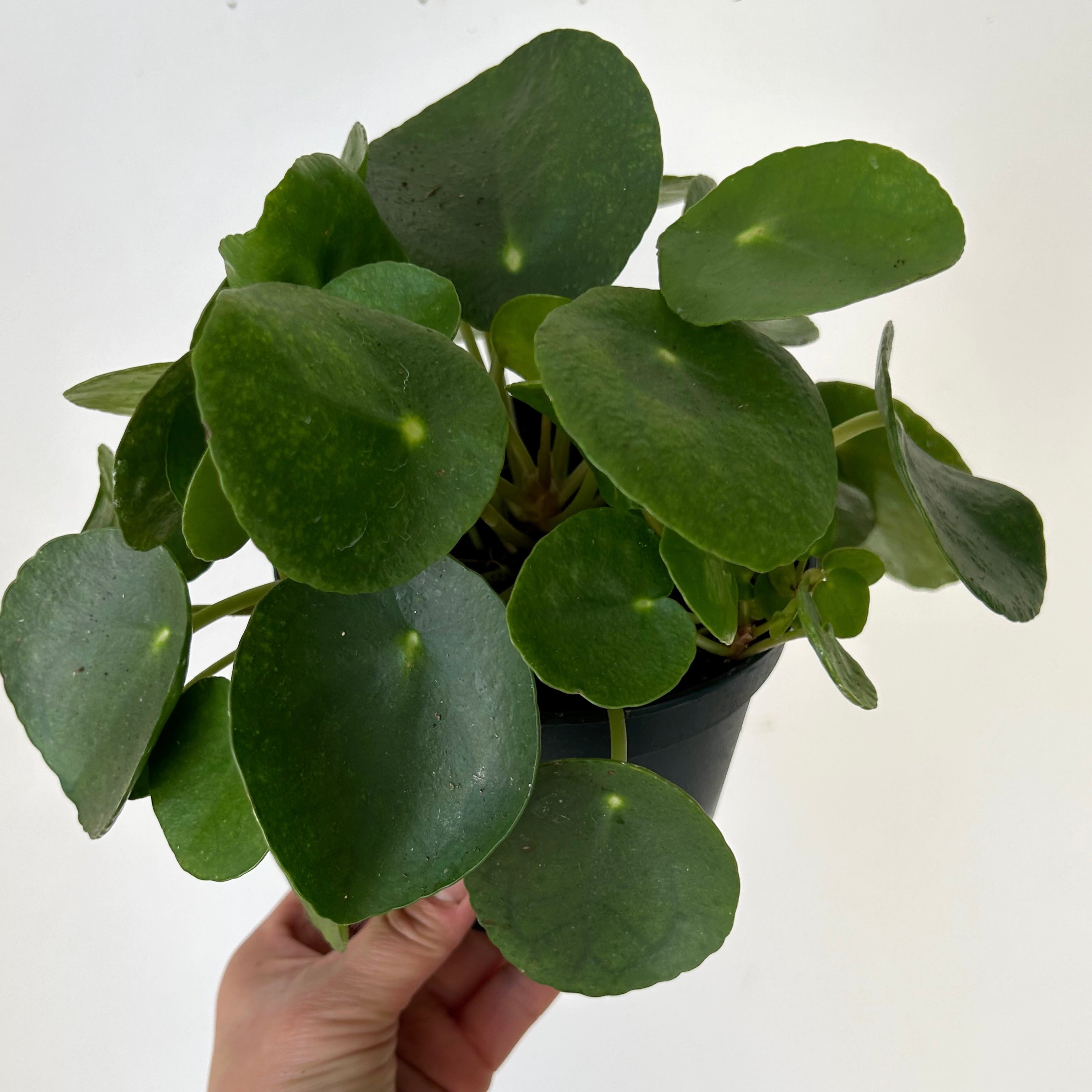 Chinese Money Plant (Pilea Peperomioides) 6”pot