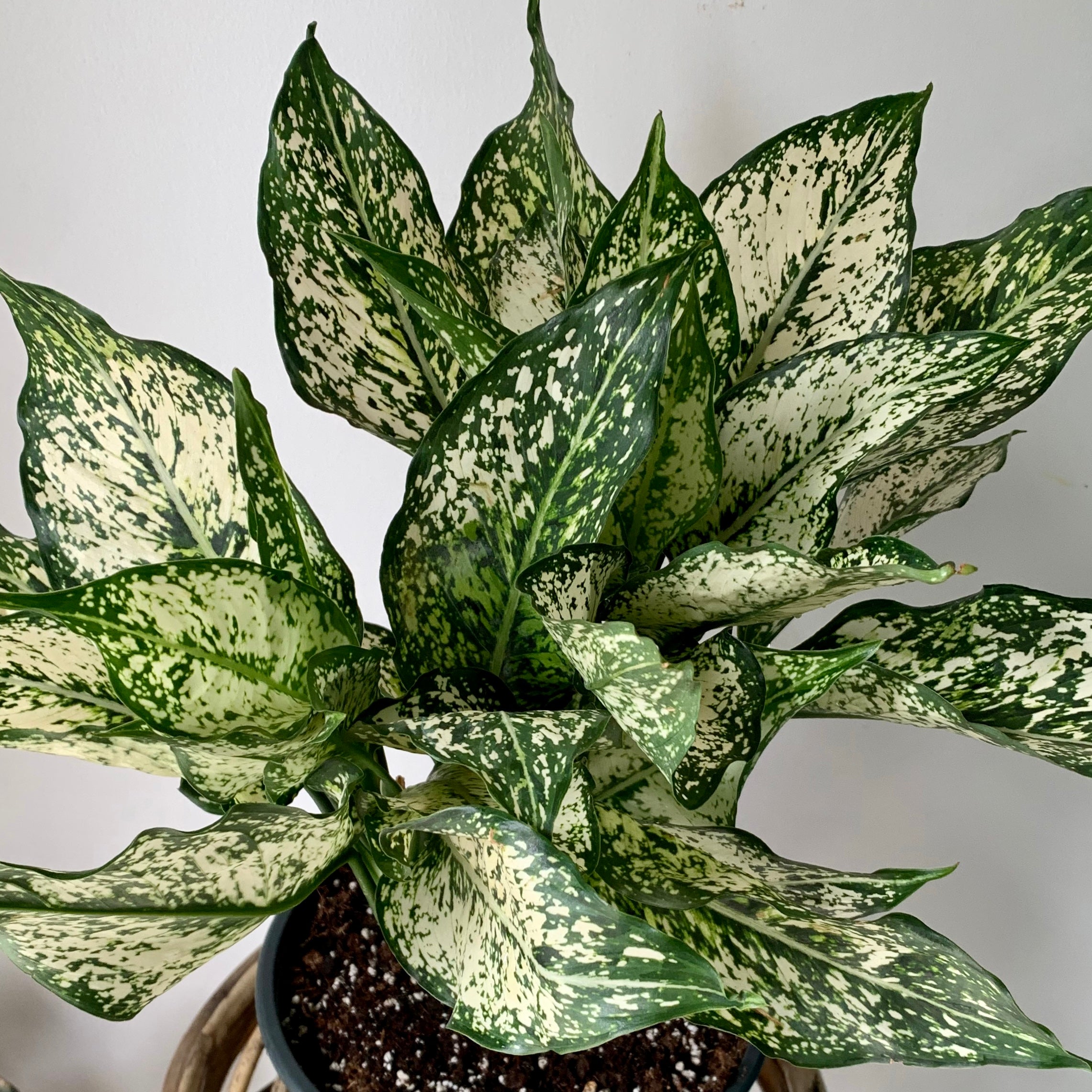 Aglaonema "Spring Snow" in 6”pot