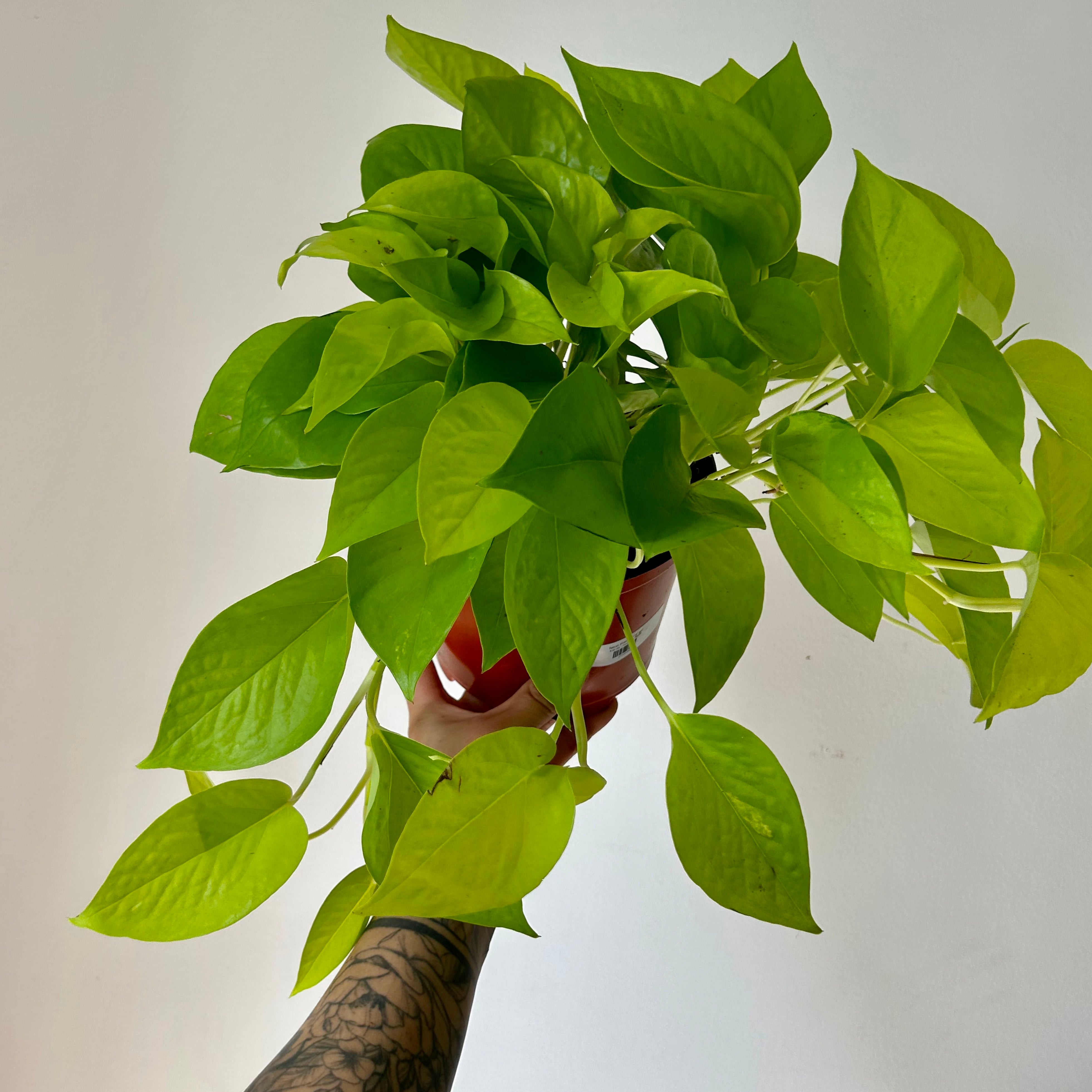 Neon Pothos in 6” pot