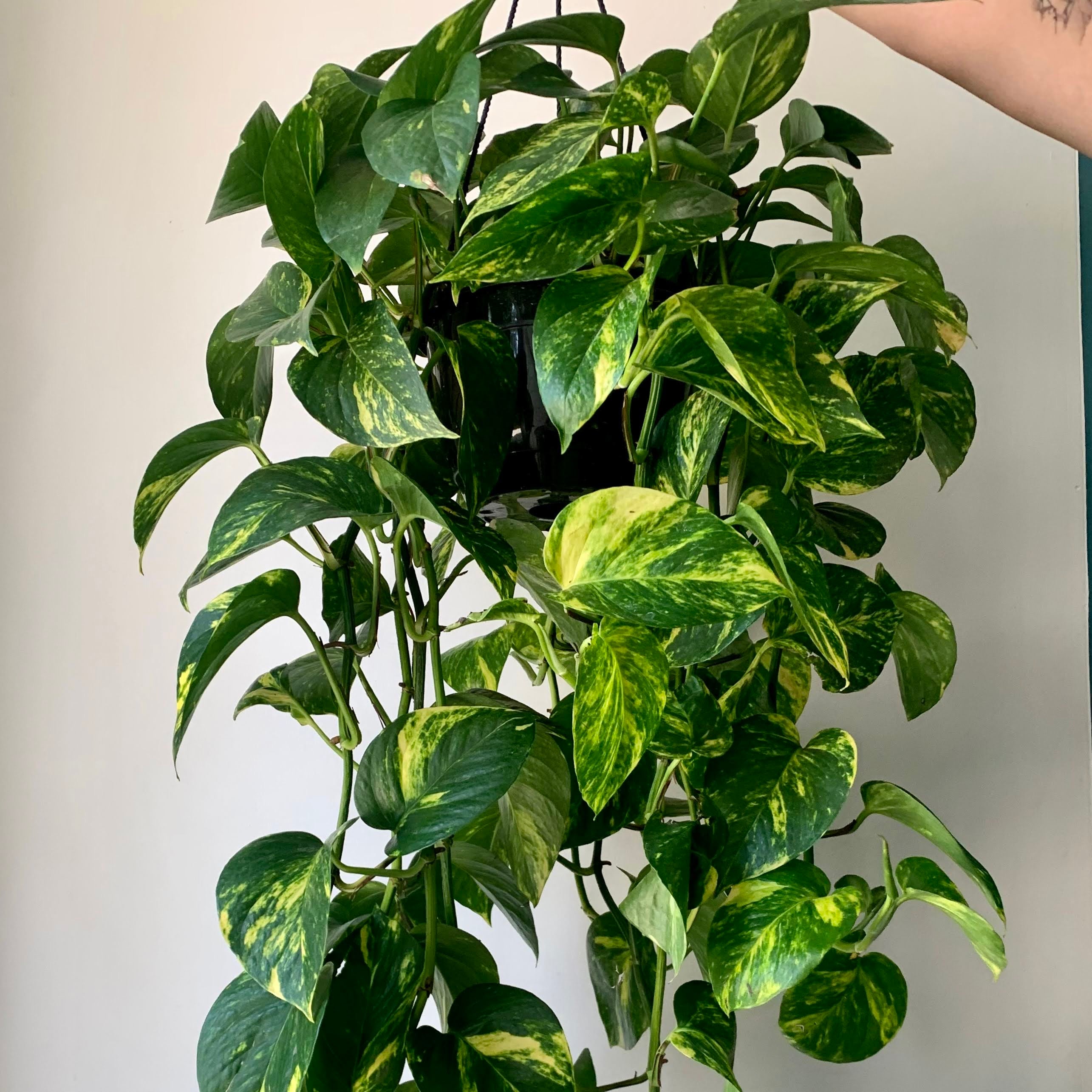 Golden Pothos 8” Hanging Basket