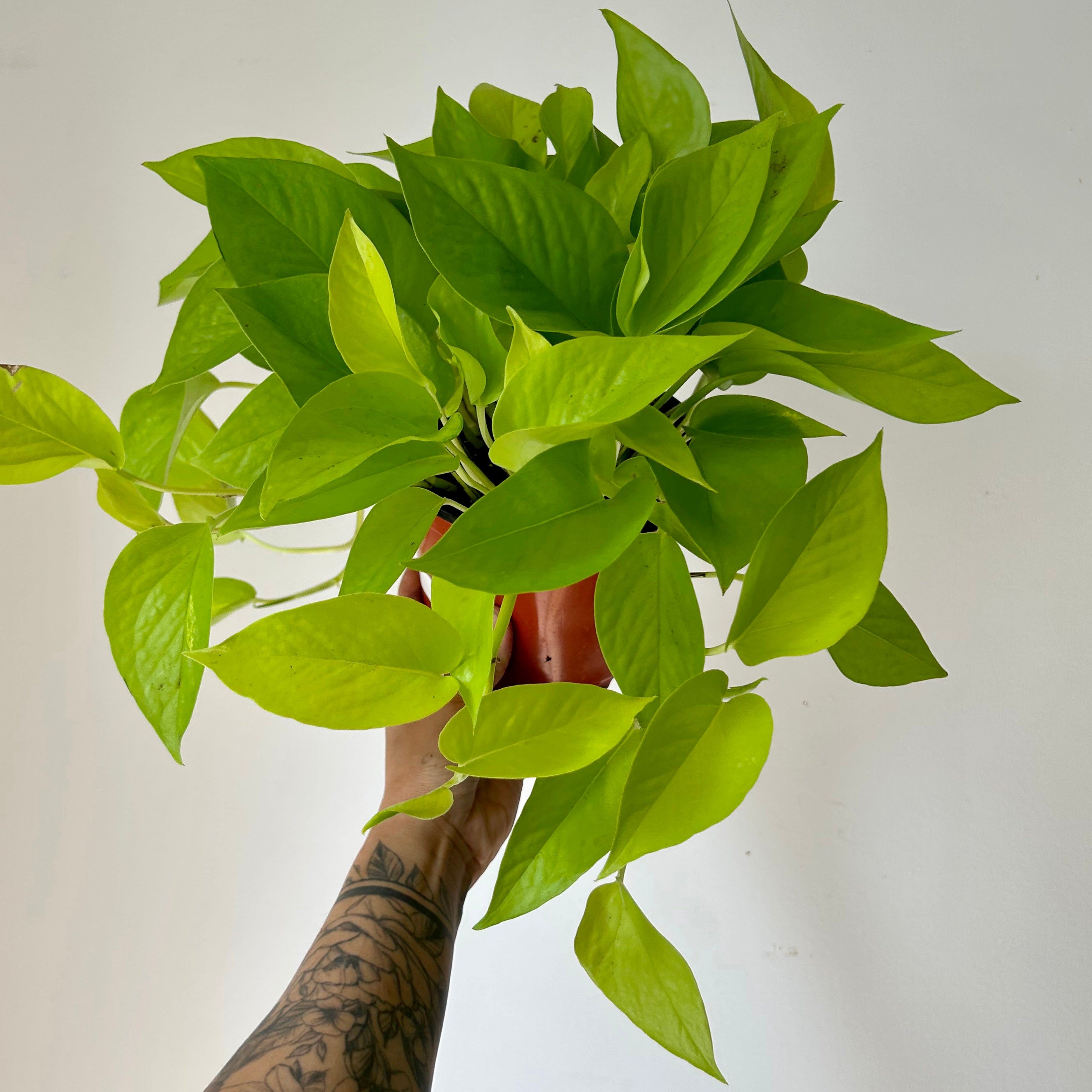Neon Pothos in 6” pot