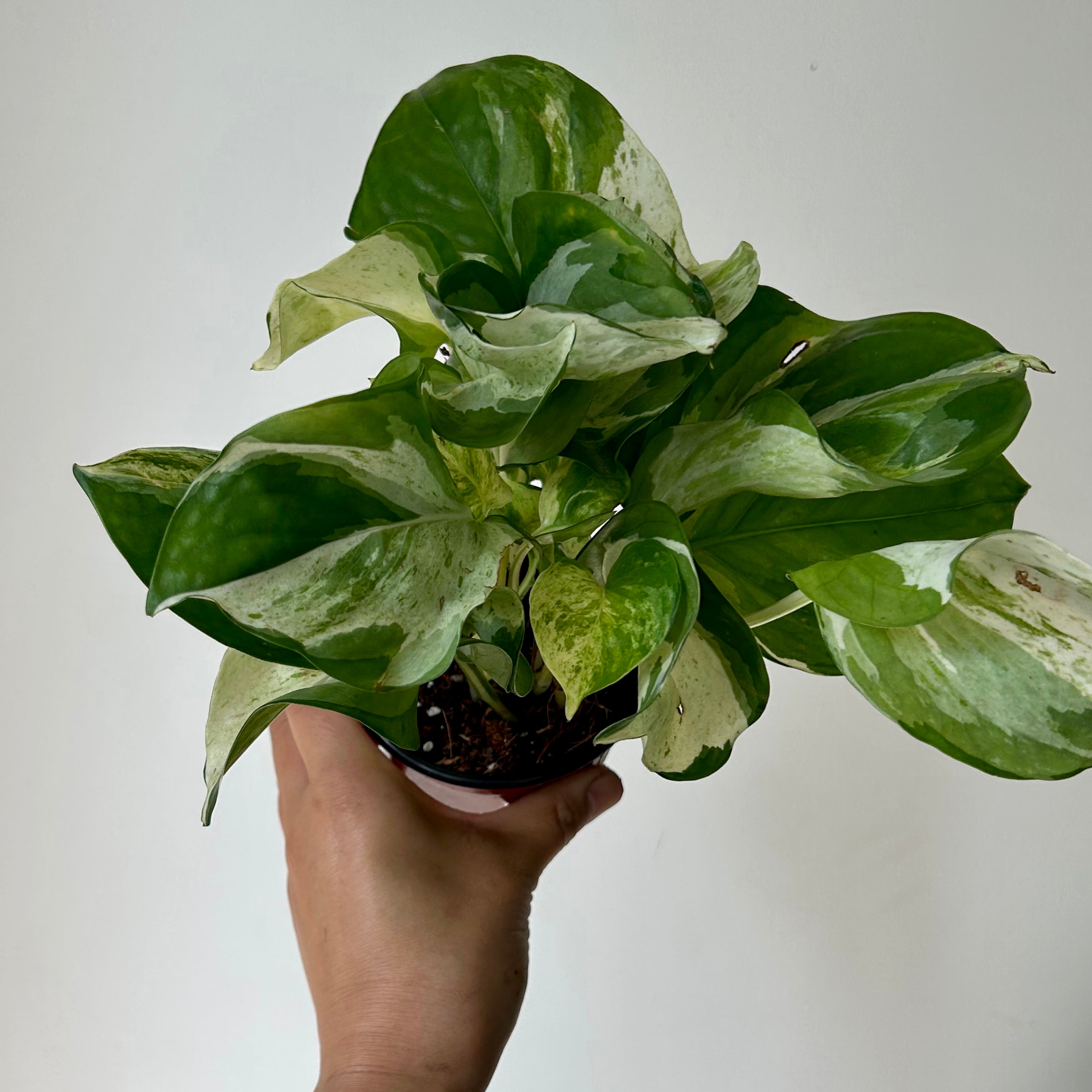 Manjula Pothos 3.5”pot