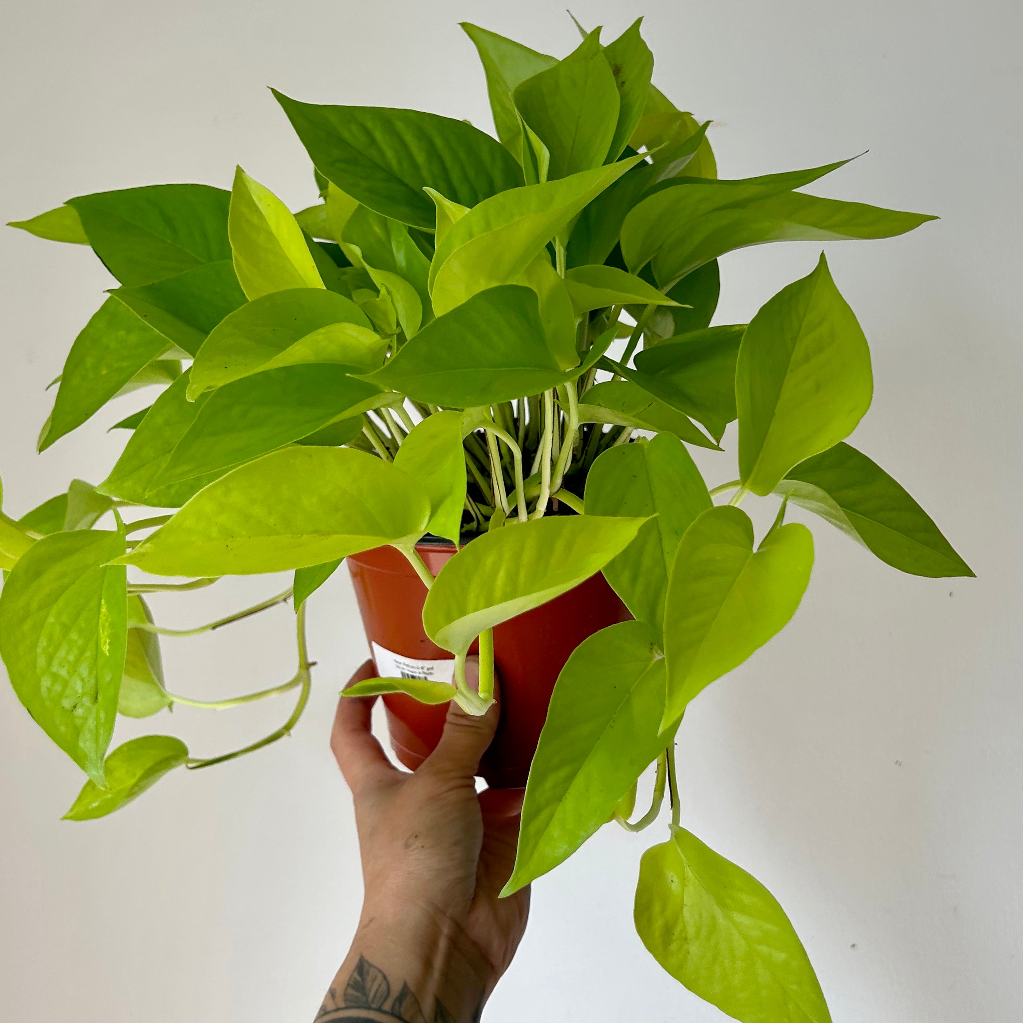 Neon Pothos in 6” pot