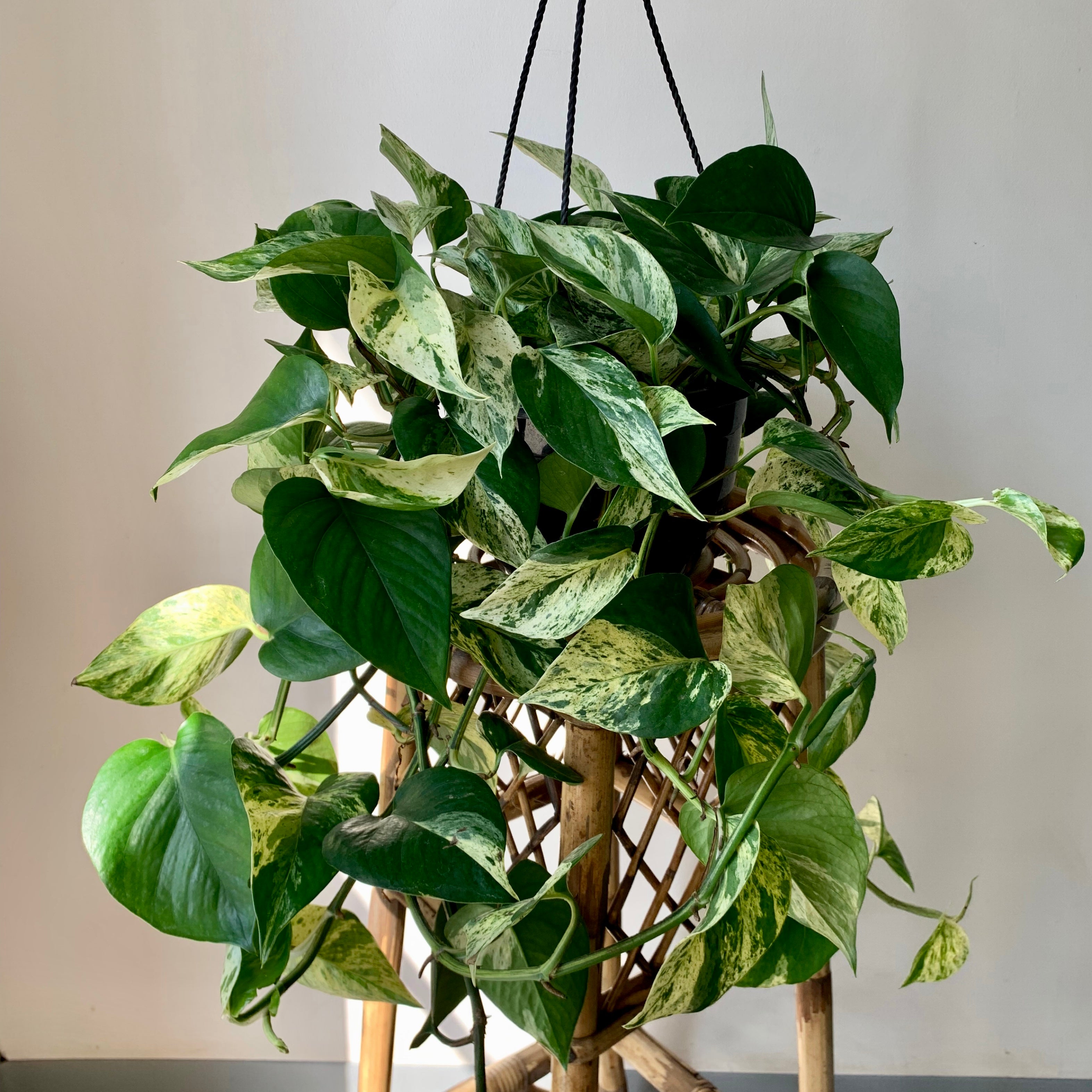 Pothos “Marble Queen 8” hanging basket