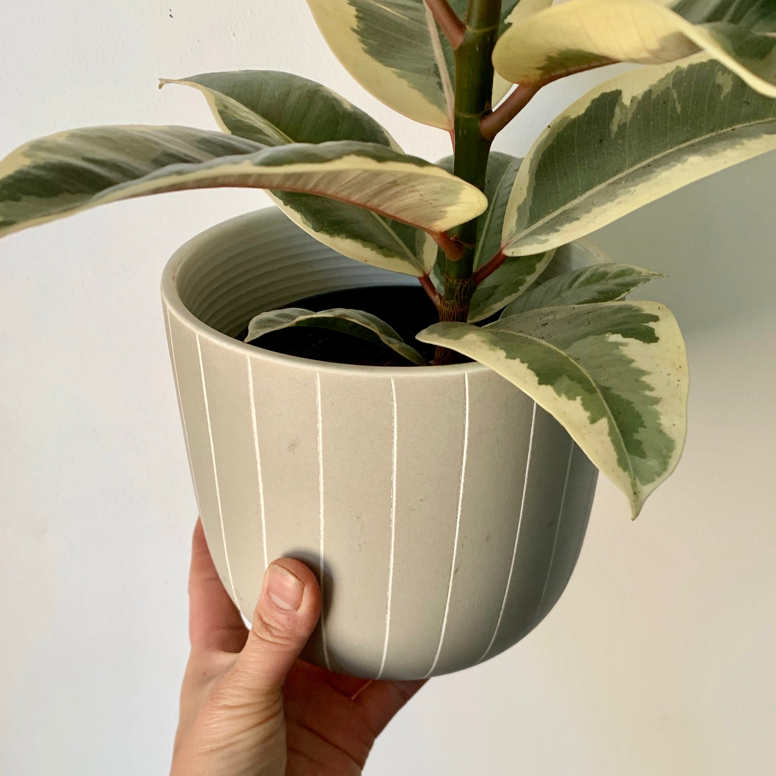 VALE STRIPED Cylindrical pot 5.5”x5.5” (available in 2 colours)