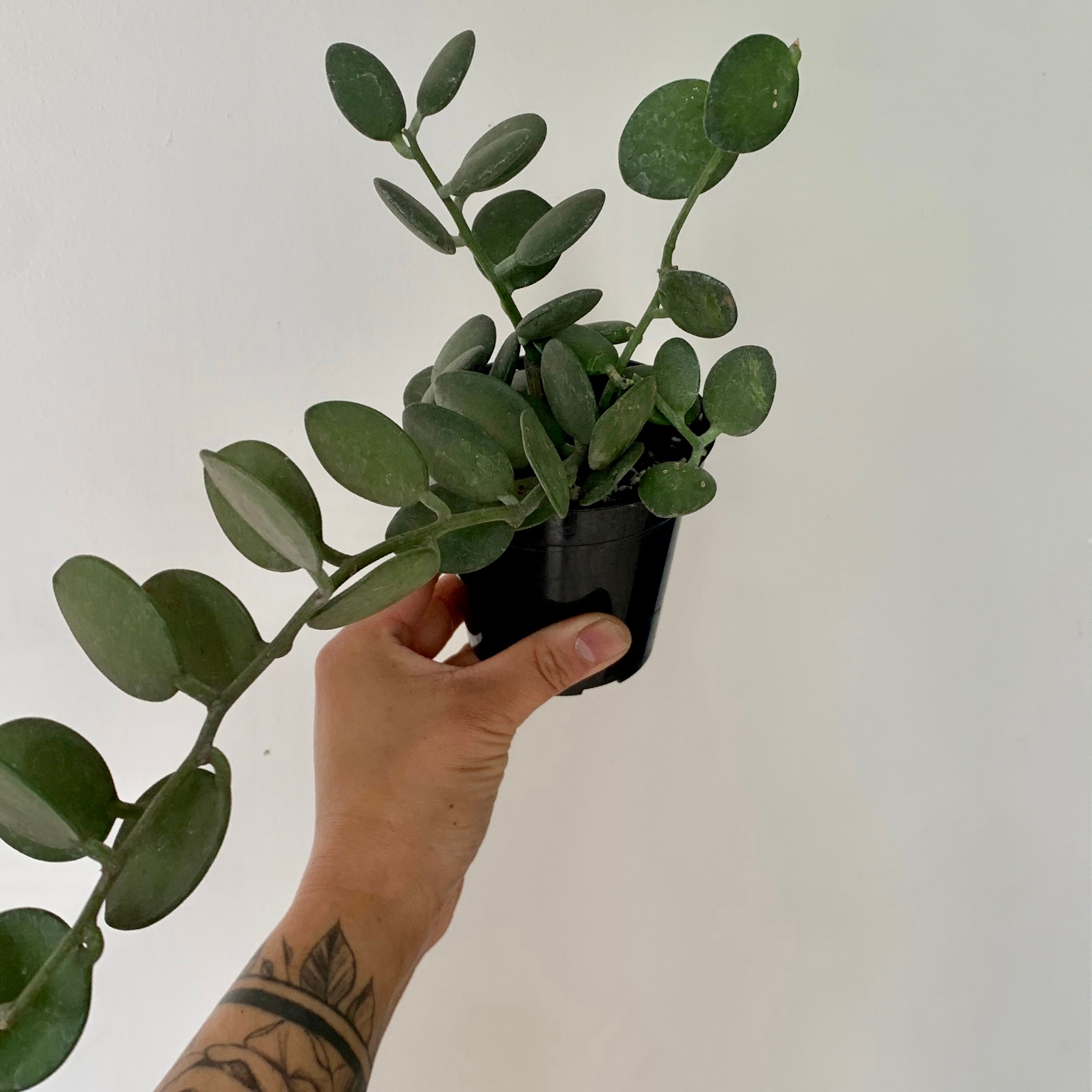 Silver Dollar Vine (Xerosicyos Danguyi ) 3.5”pot