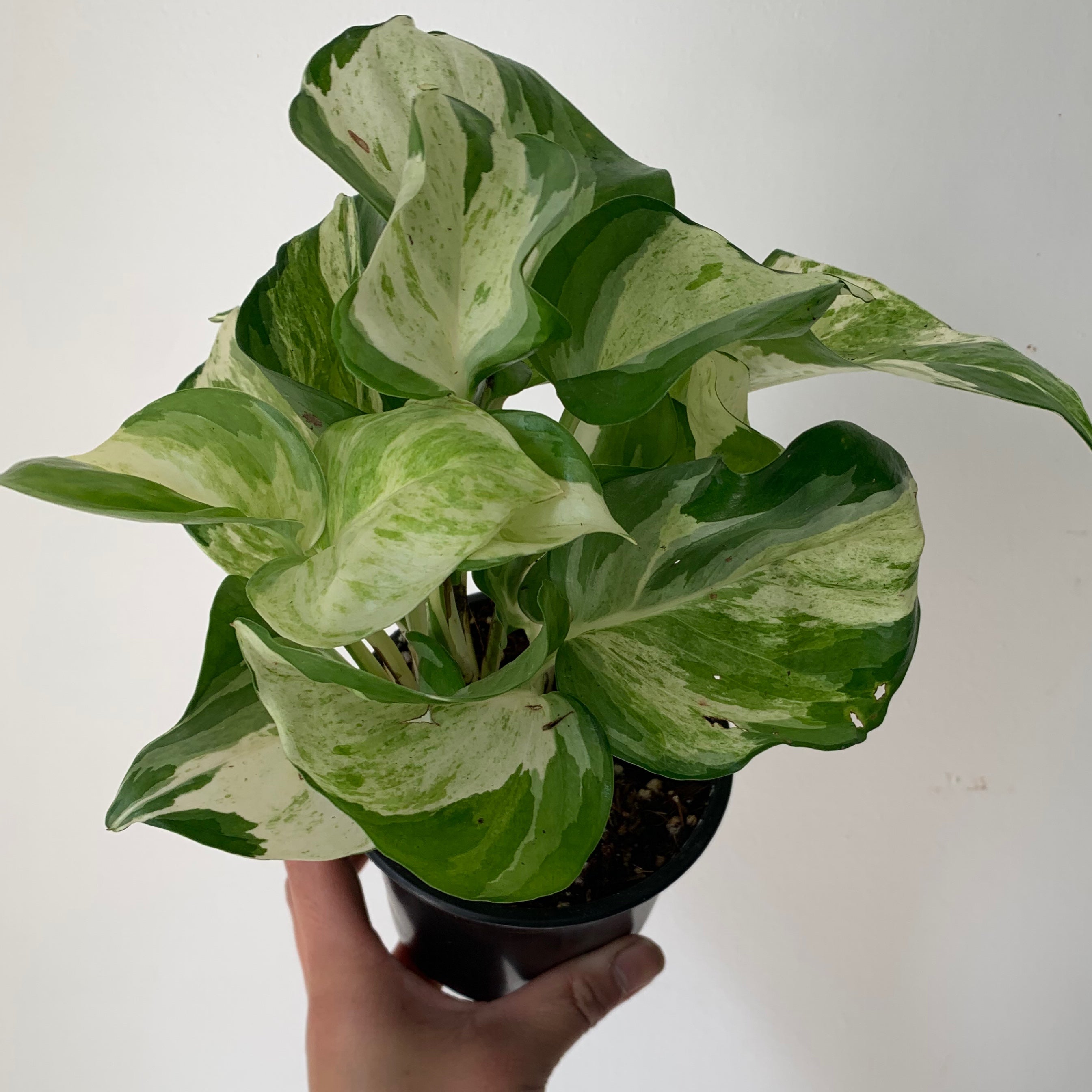 Manjula Pothos 3.5”pot