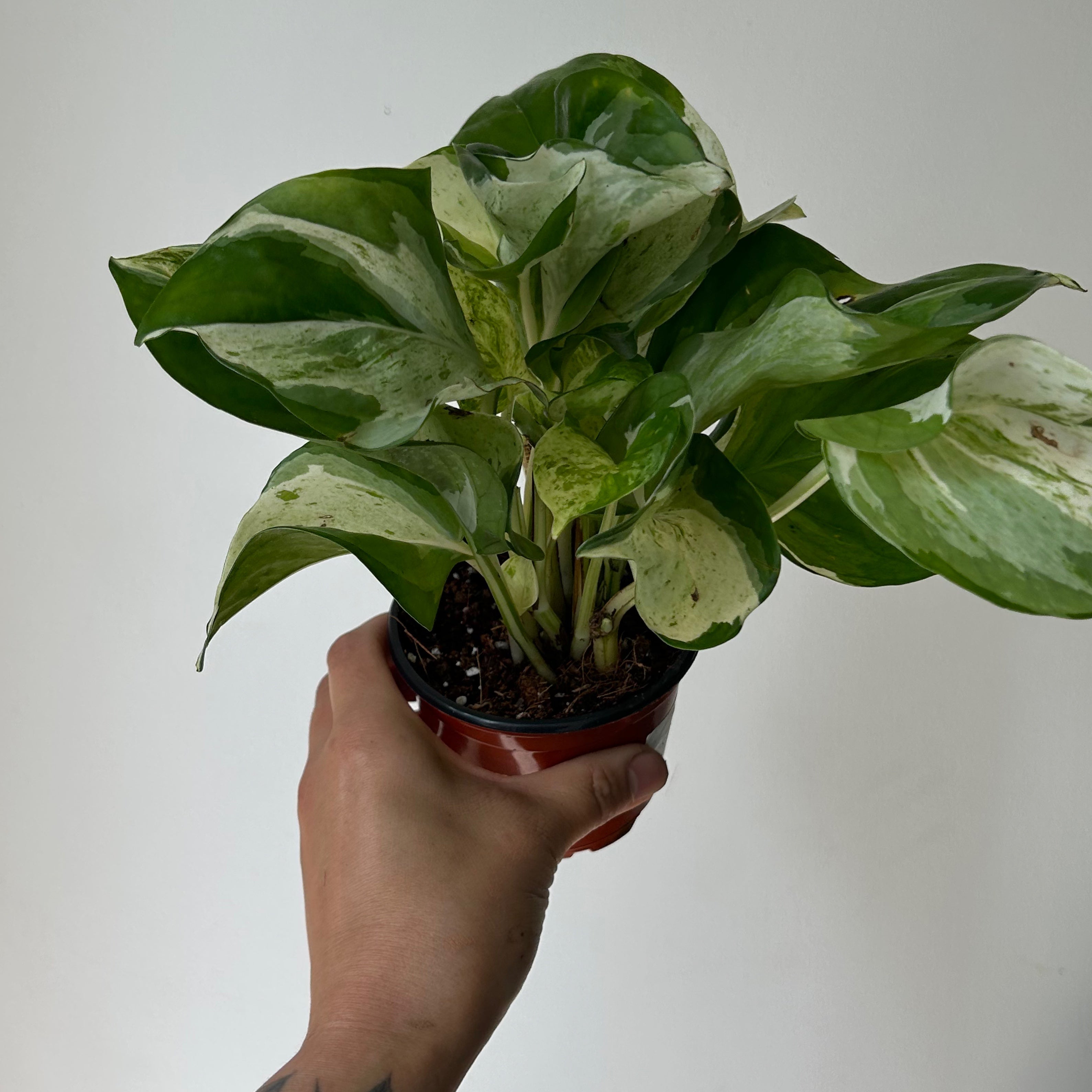 Manjula Pothos 3.5”pot