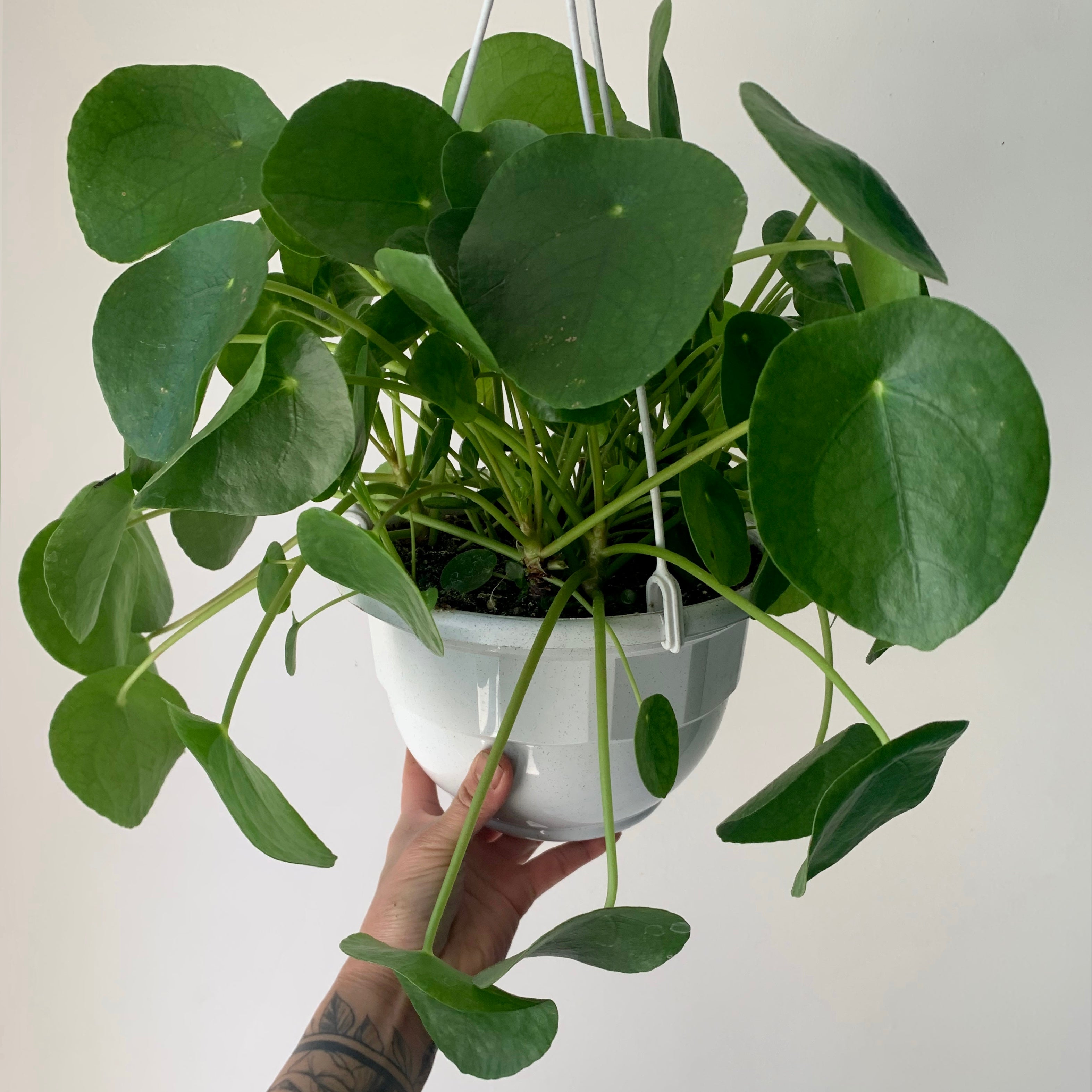 Chinese Money Plant (Pilea Peperomioides) 6”hanging basket