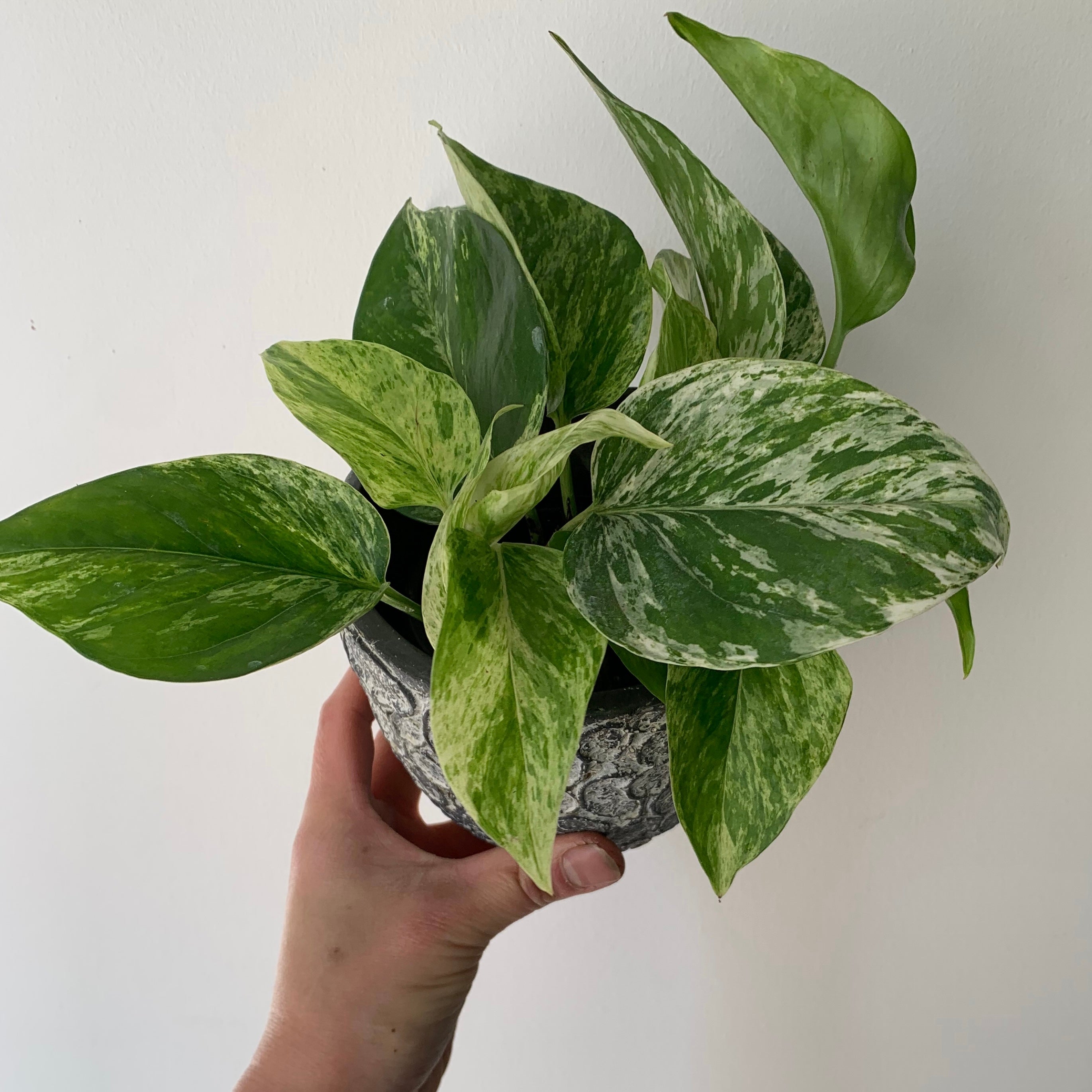 Marble Queen Pothos 3.5” pot