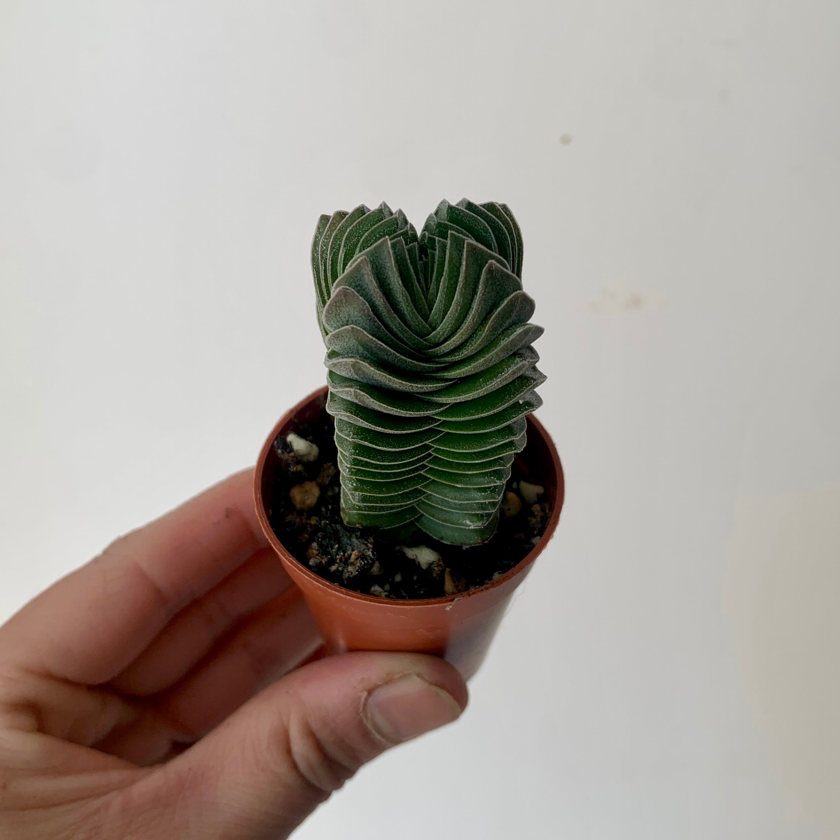 Crassula “Buddha’s Temple” 2.5”pot