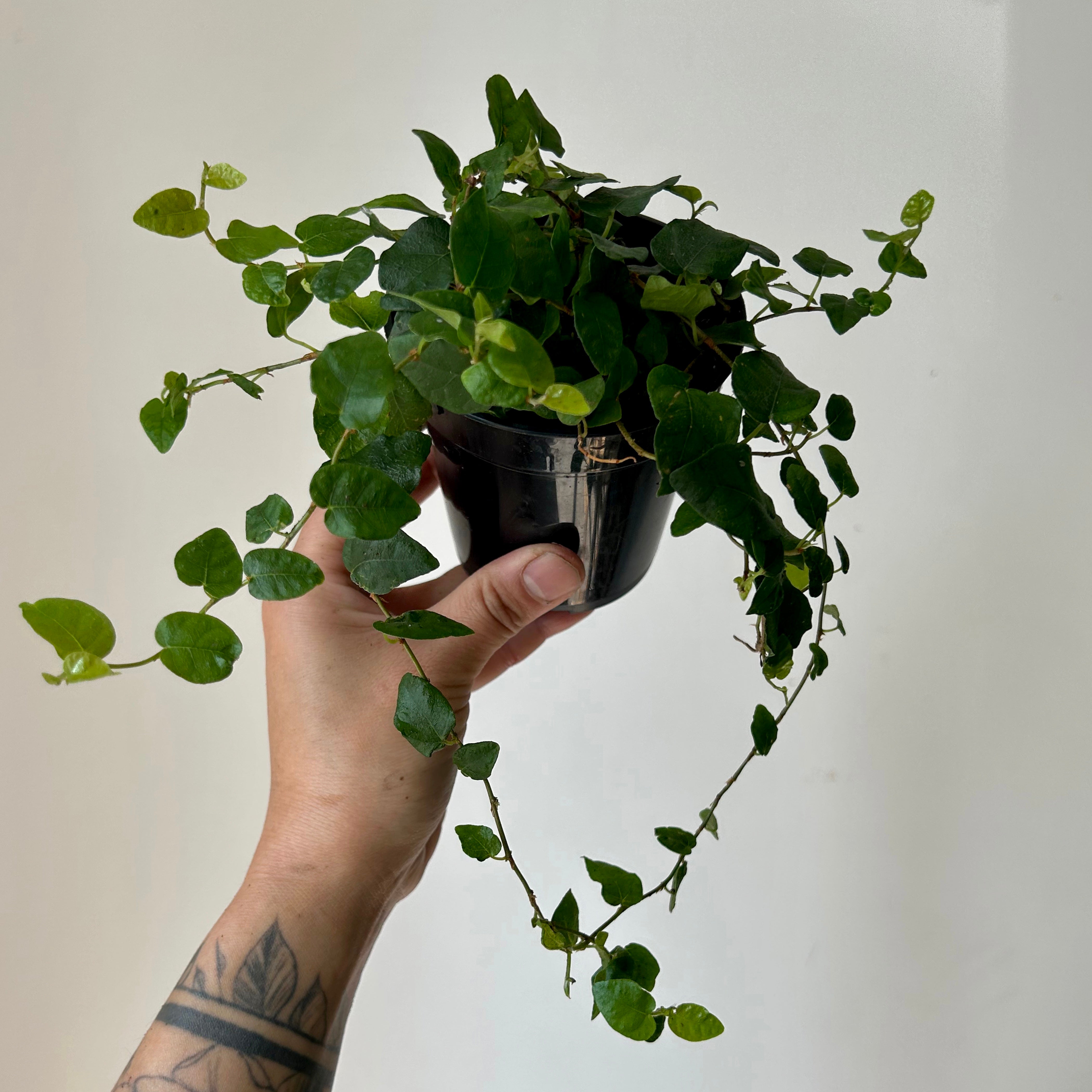 Creeping Fig (Ficus Repens) 3.5” pot