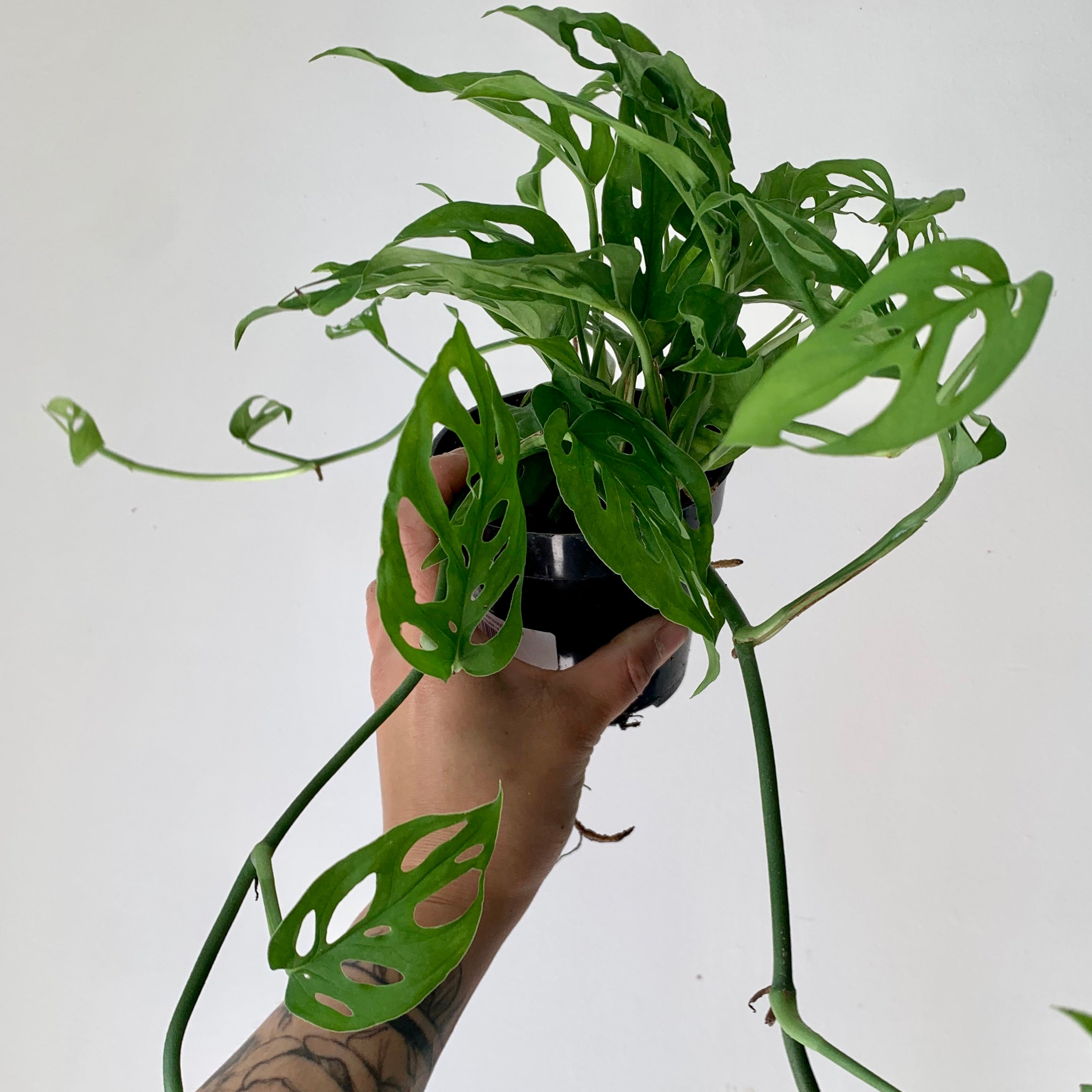 Monstera adansonii 4”pot
