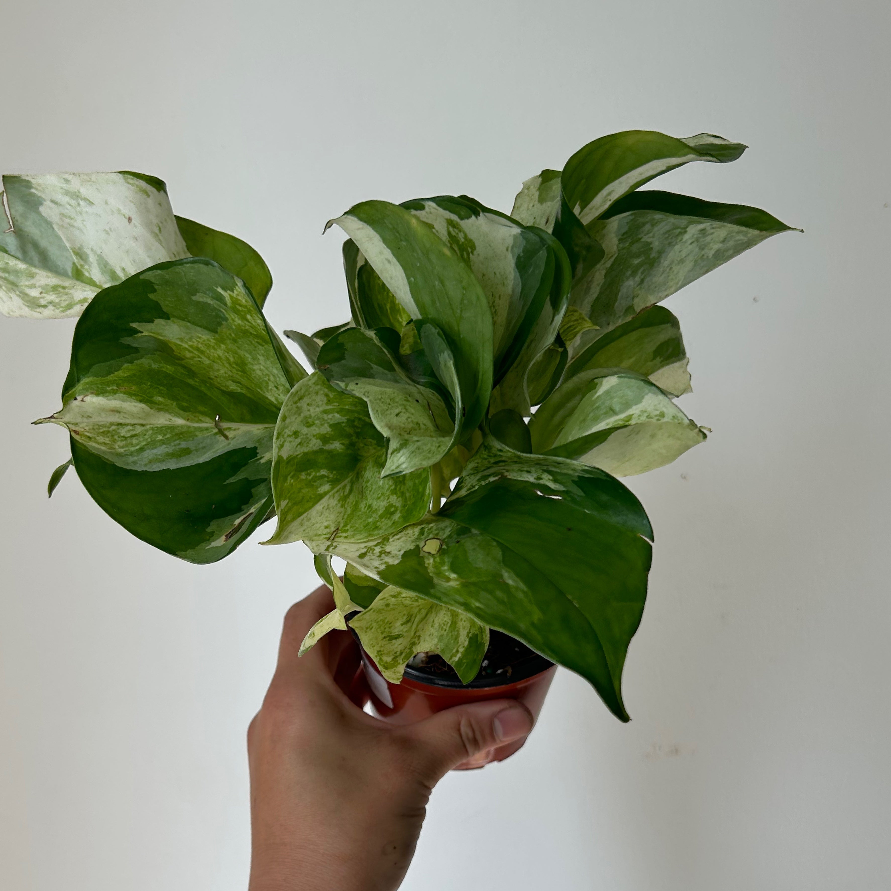 Manjula Pothos 3.5”pot