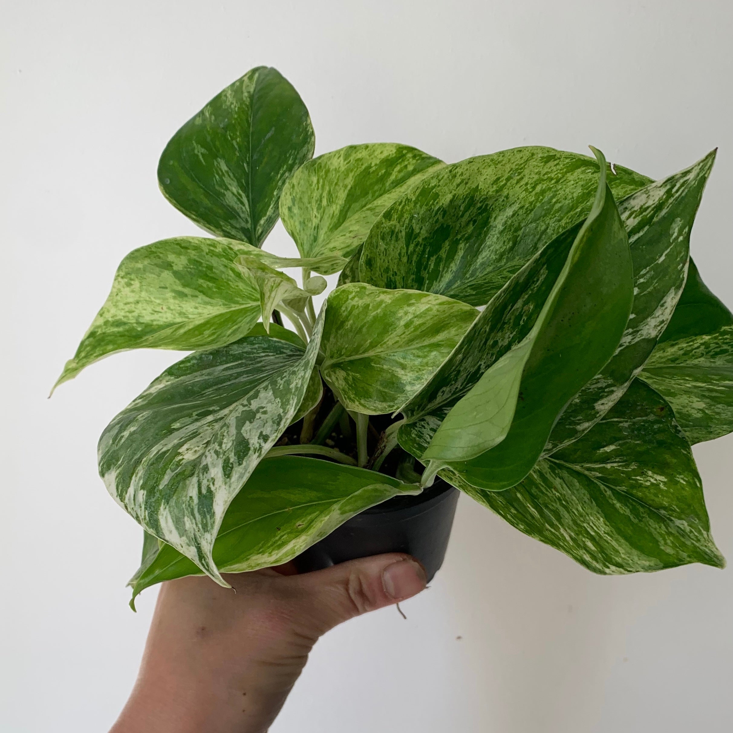 Marble Queen Pothos 3.5” pot