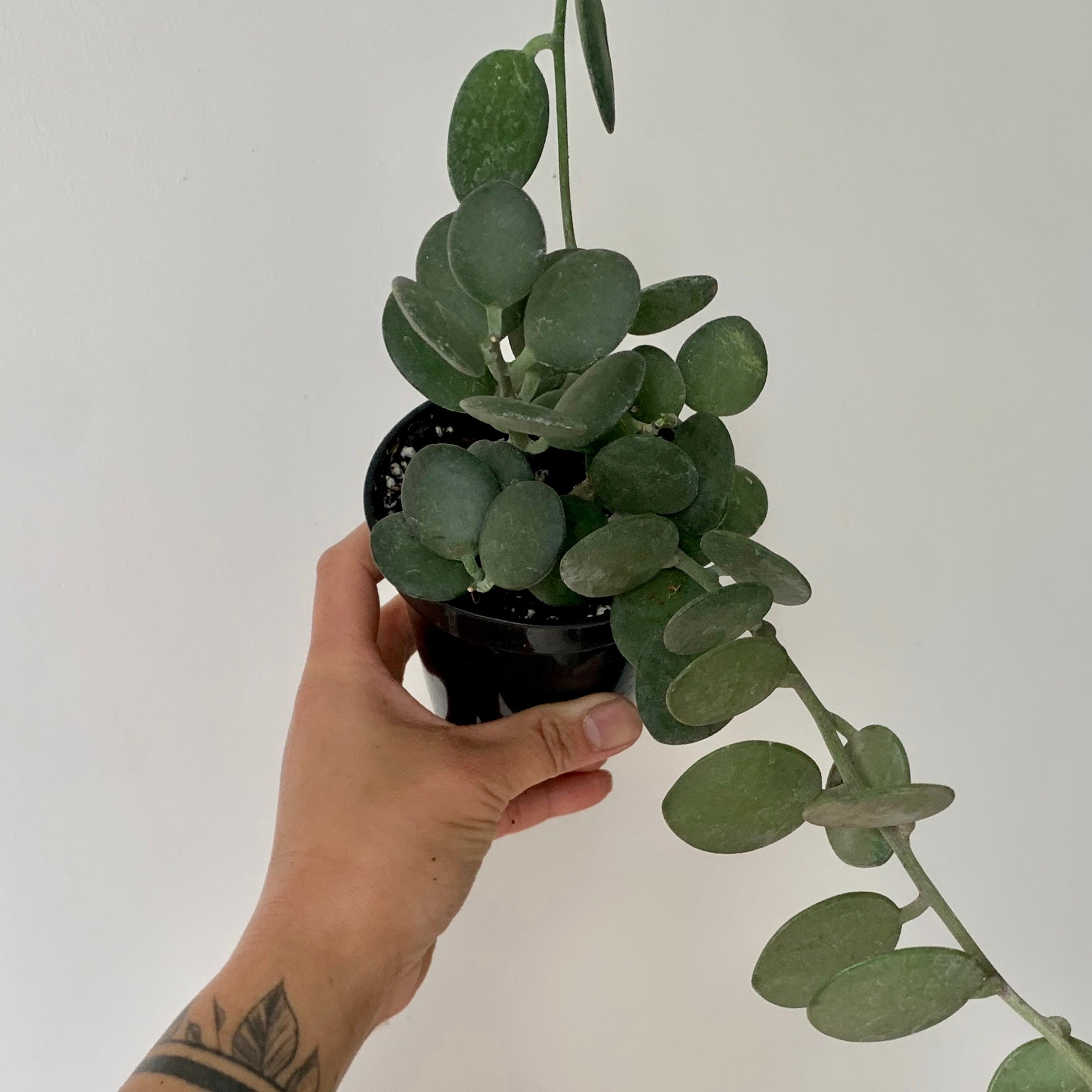 Silver Dollar Vine (Xerosicyos Danguyi ) 3.5”pot