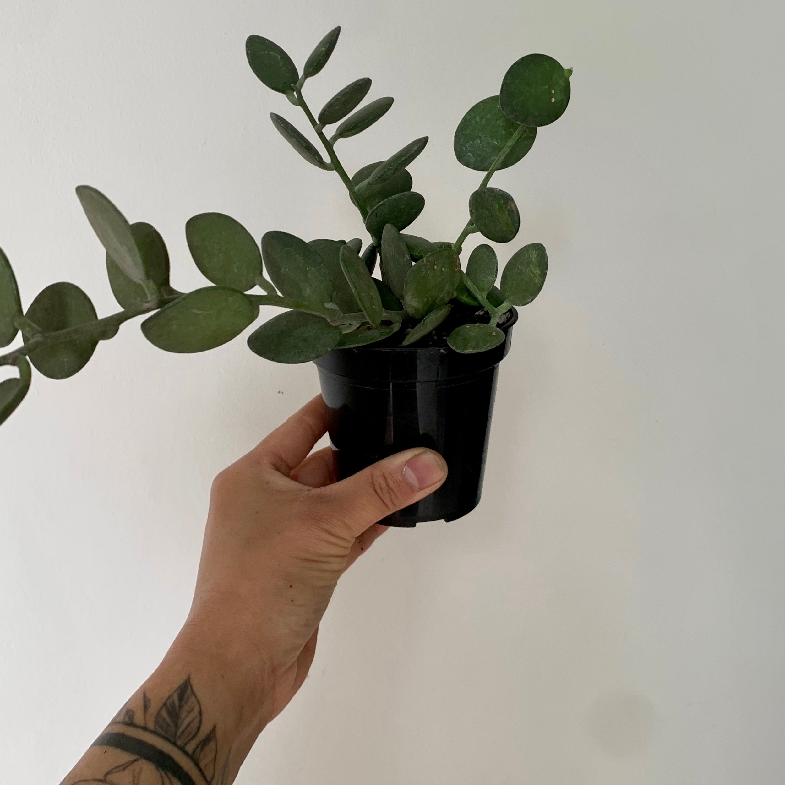 Silver Dollar Vine (Xerosicyos Danguyi ) 3.5”pot