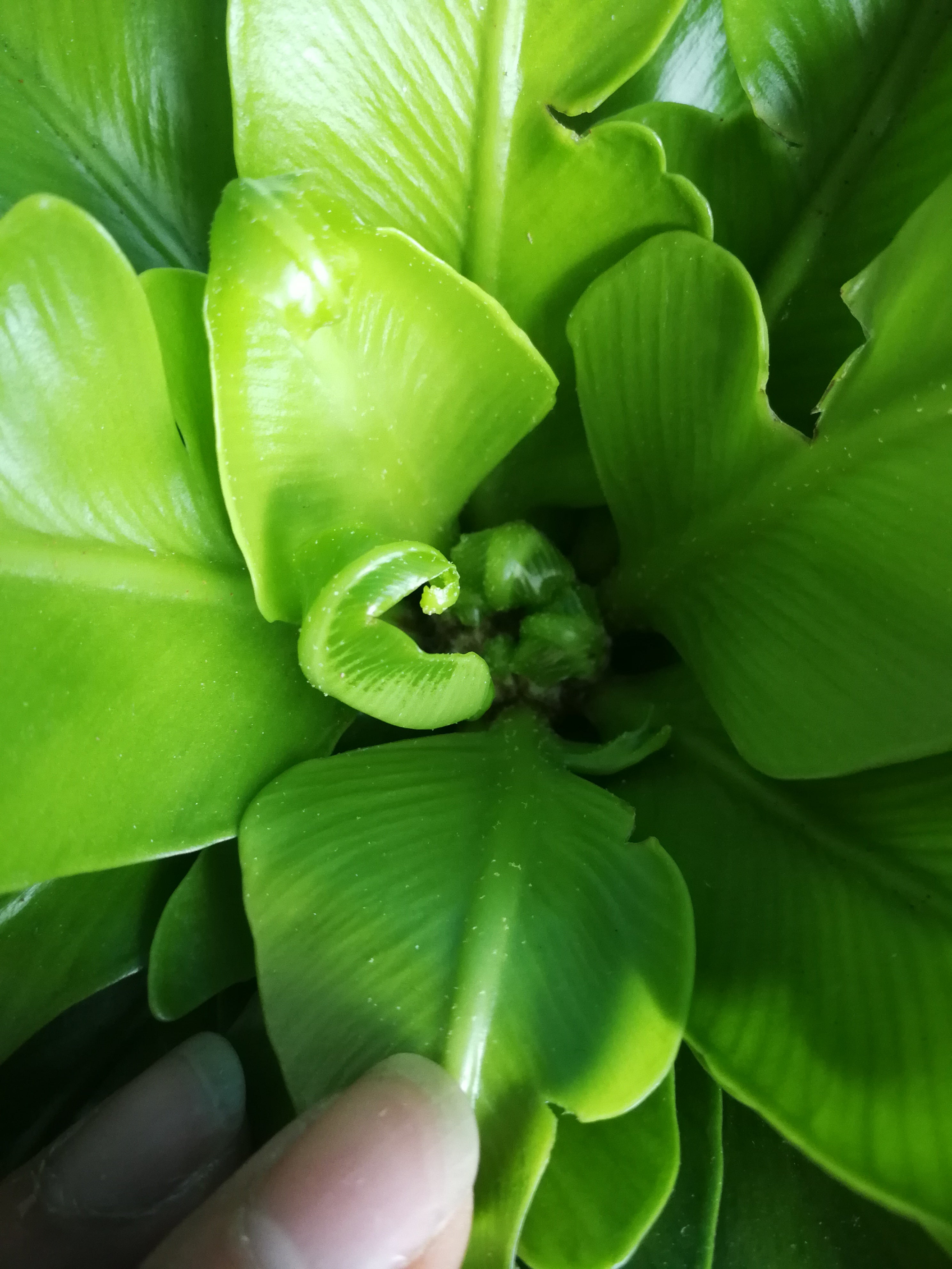 Bird’s Nest Fern (Asplenium) 5” Pot