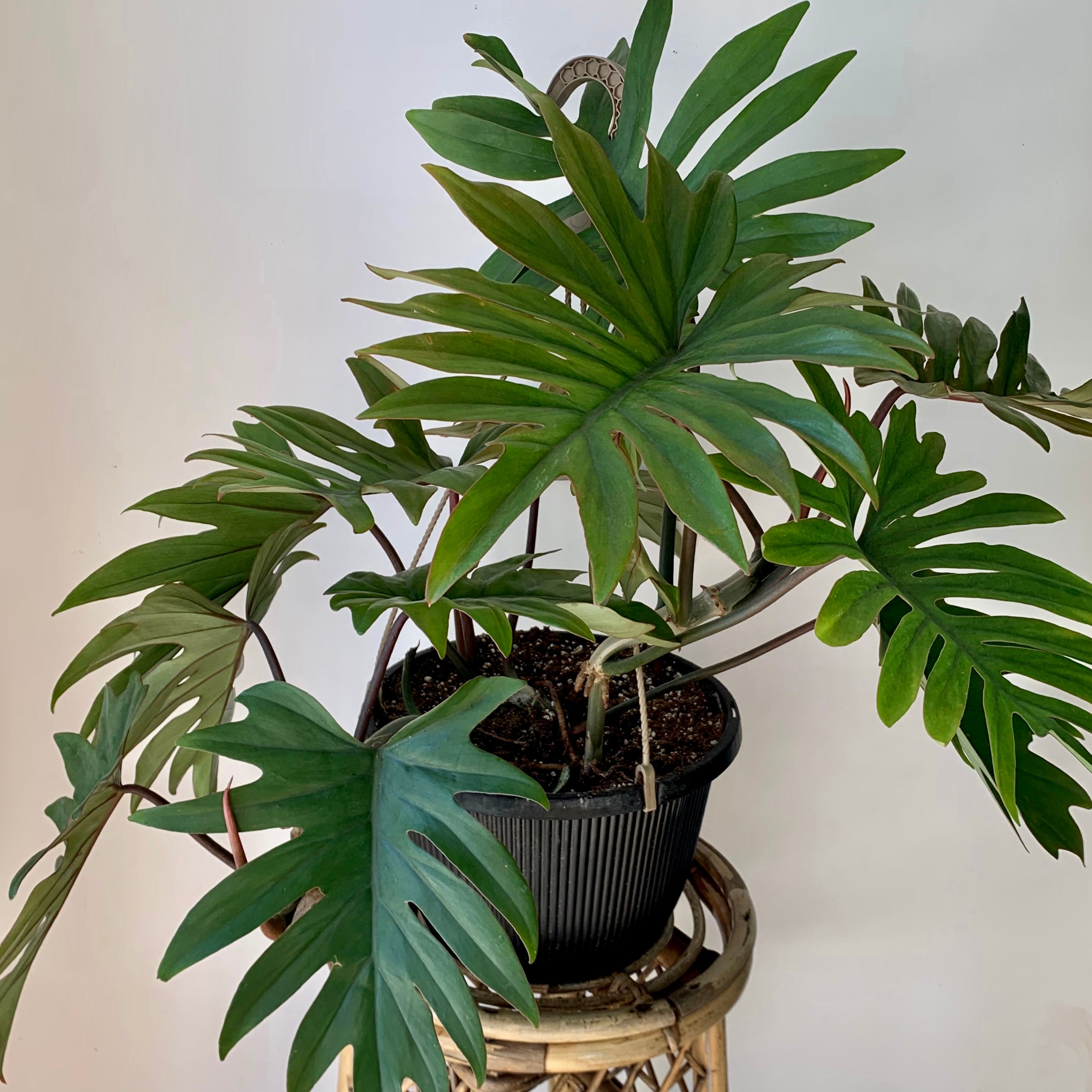 Philodendron mayoi 8”hanging basket