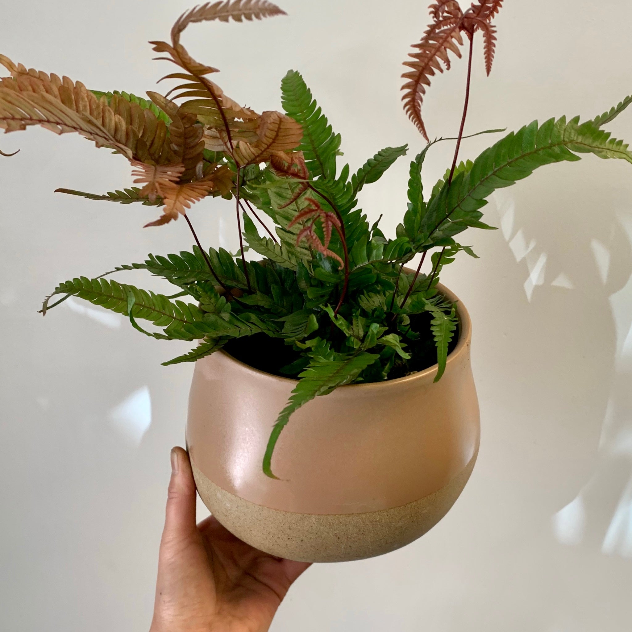 ARIA Asymmetrical Decorative Pot sandstone base (6”x5.5”)