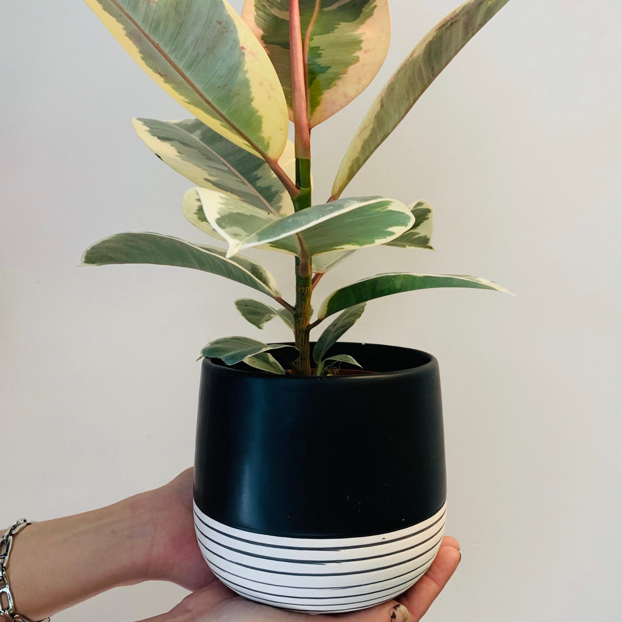 BELLA ceramic pot Striped Base (6”X5.5”)