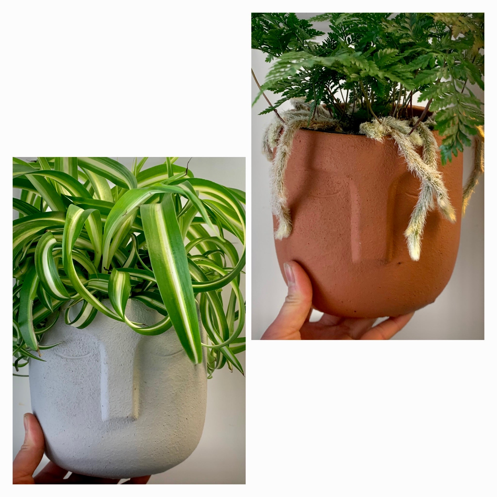 LEO Face Planter (5”X5.25") available in light grey & terra cotta orange