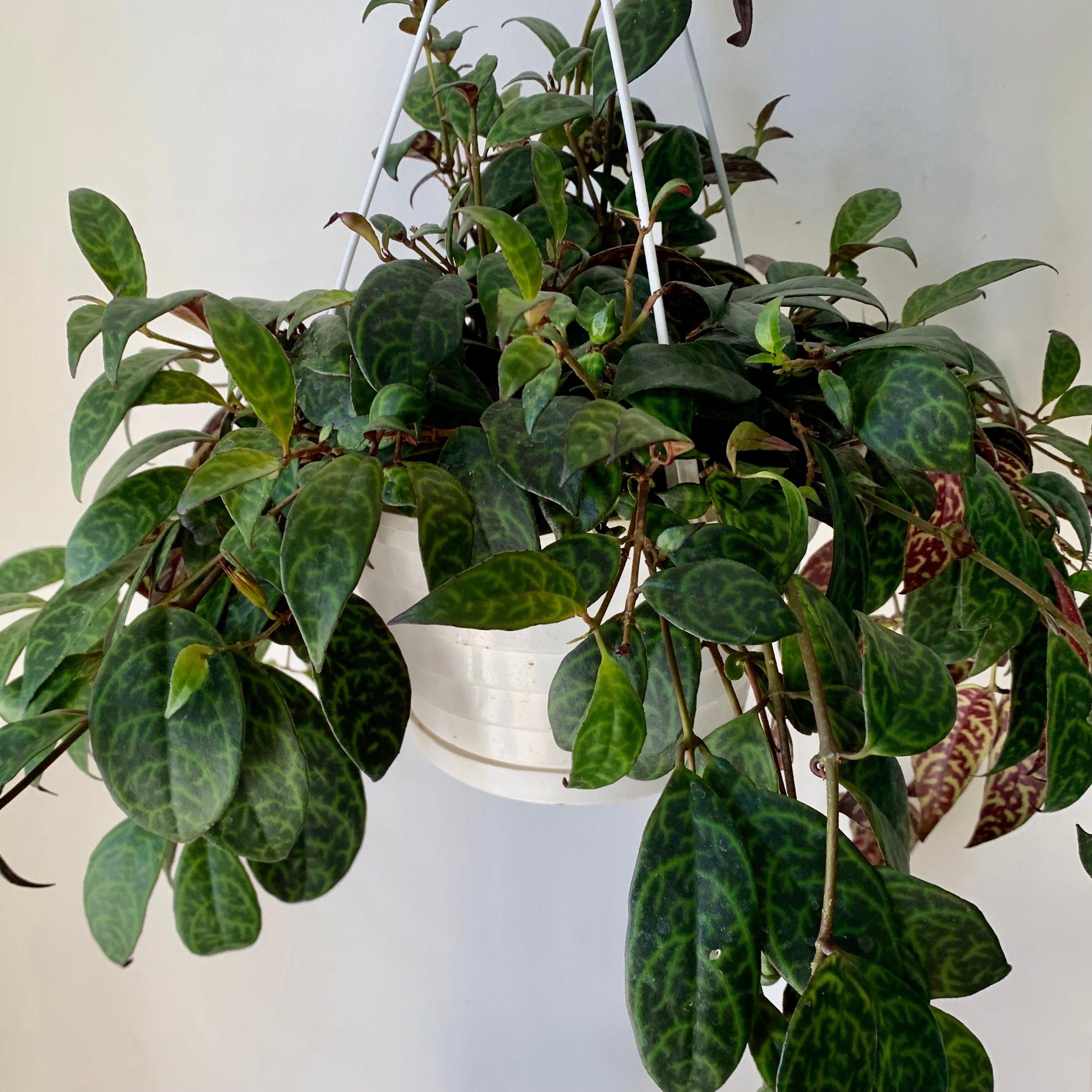 Black Pagoda Lipstick Vine (Aeschynanthus Longicaulis) 8" hanging basket