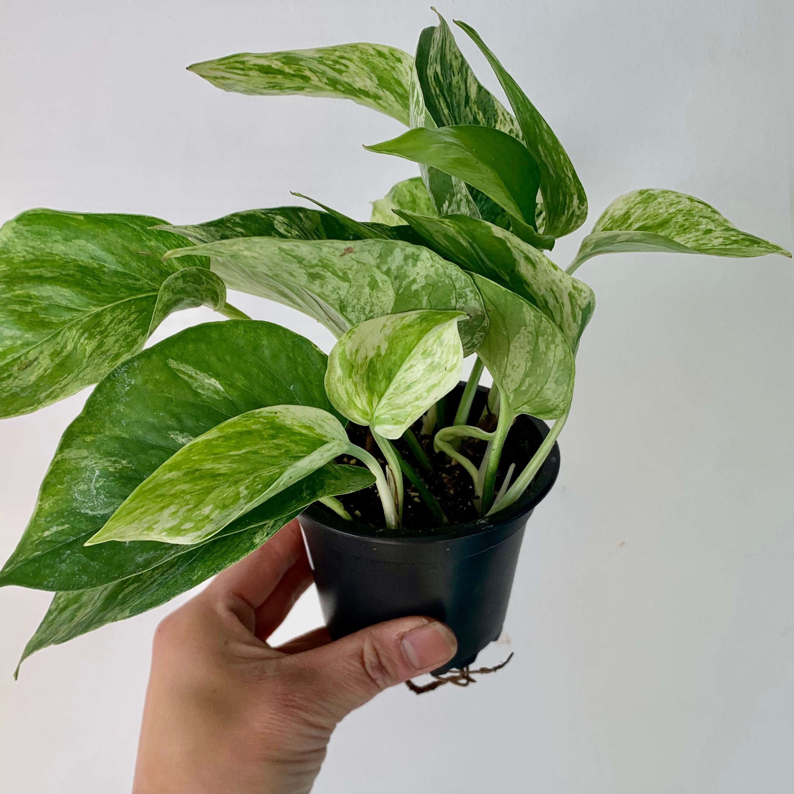 Marble Queen Pothos 3.5” pot
