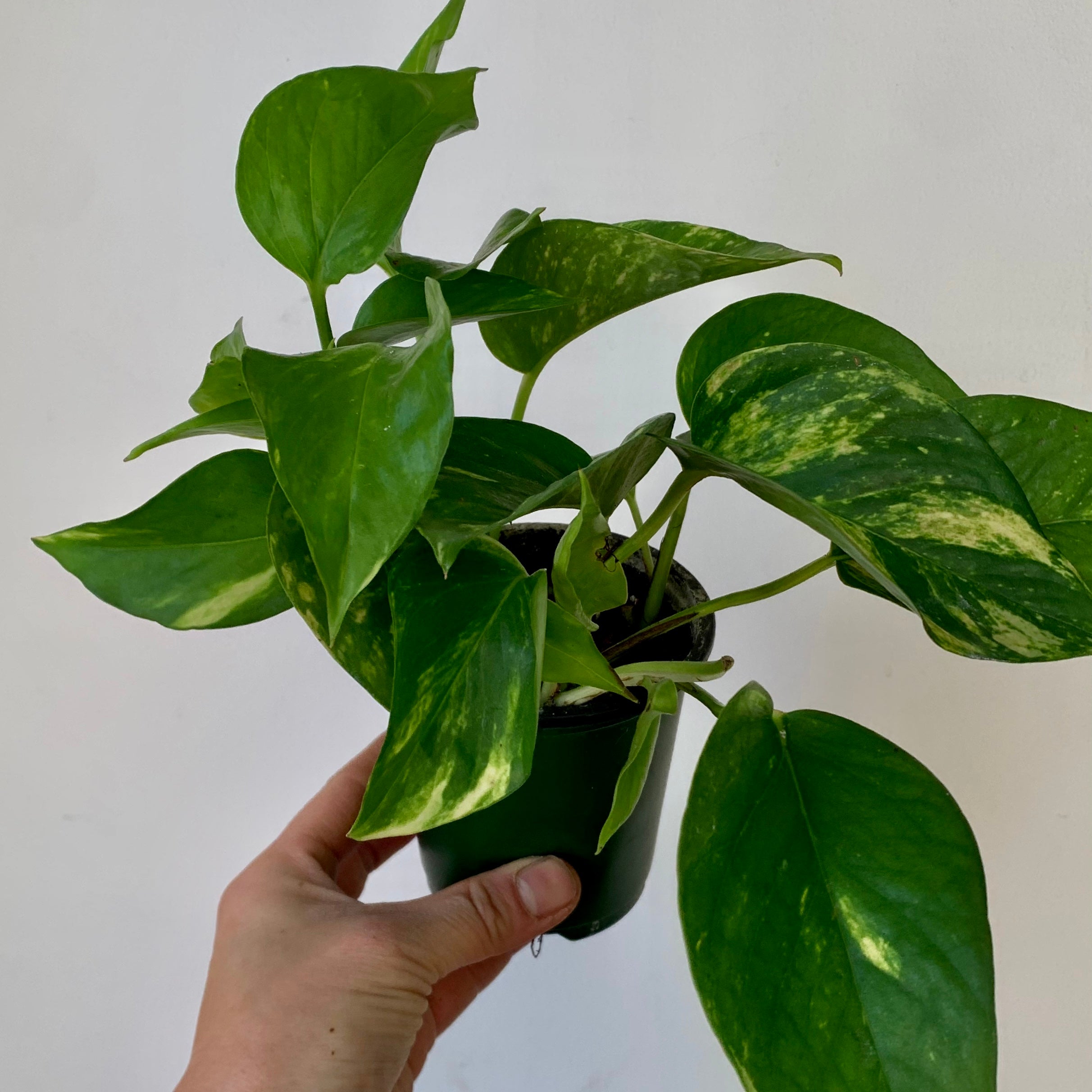 Golden Pothos 3.5” pot