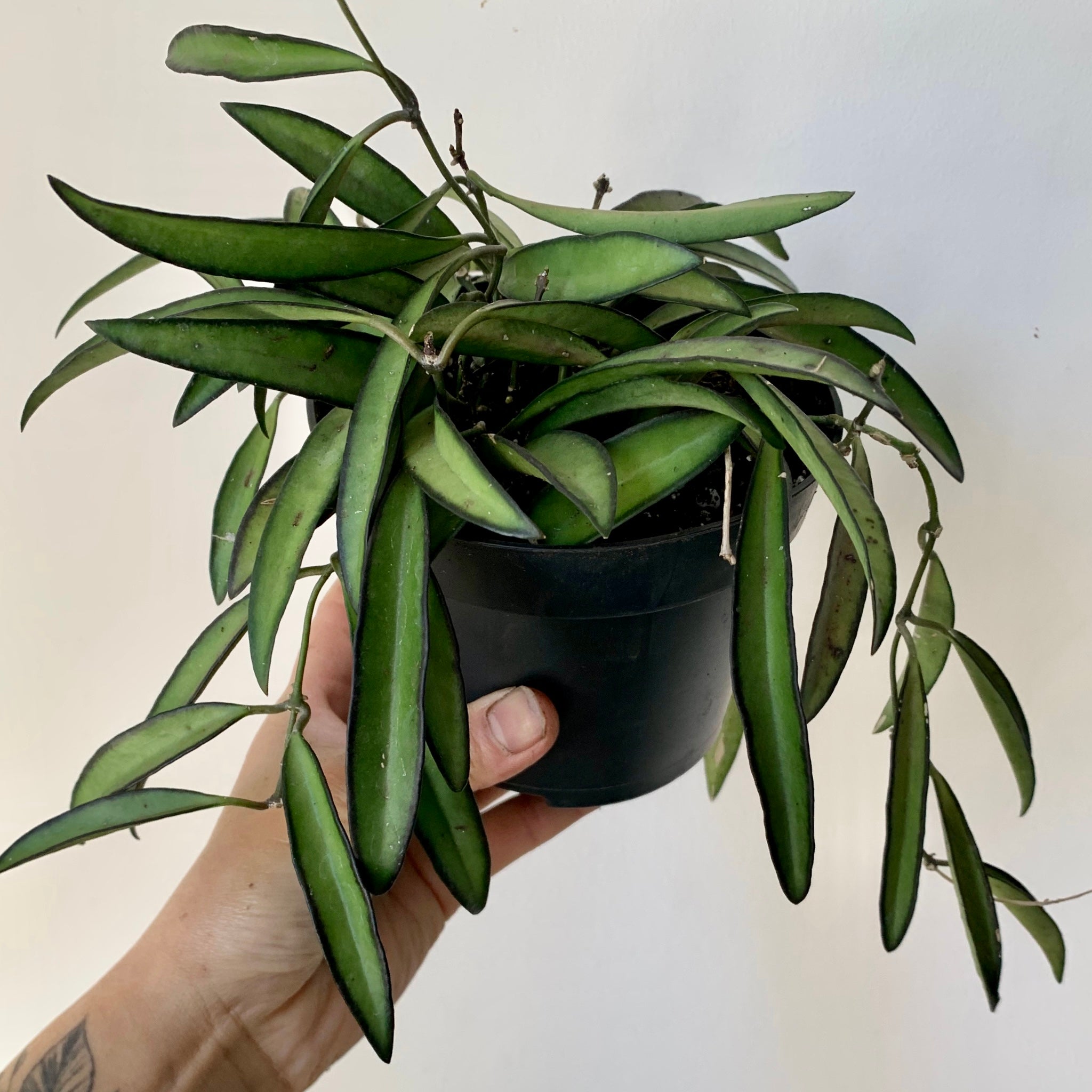 Hoya Wayetii 4”pot
