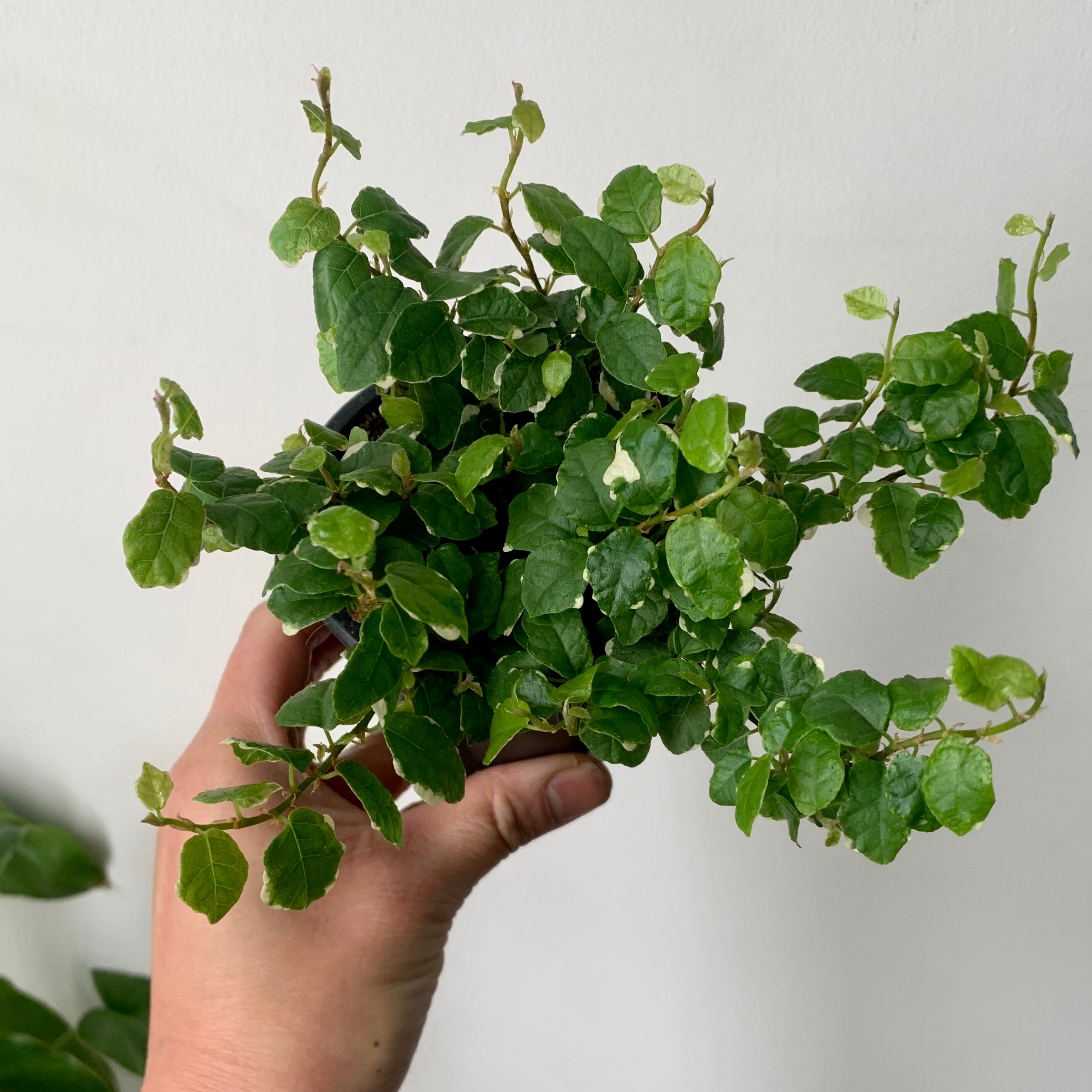 Variegated Creeping Fig (Ficus pumila) 3.5"pot